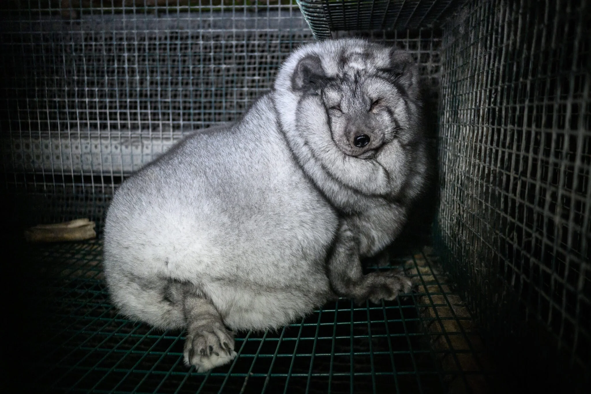Deformed 'monster' foxes still being bred on Finland's fur farms, footage shows