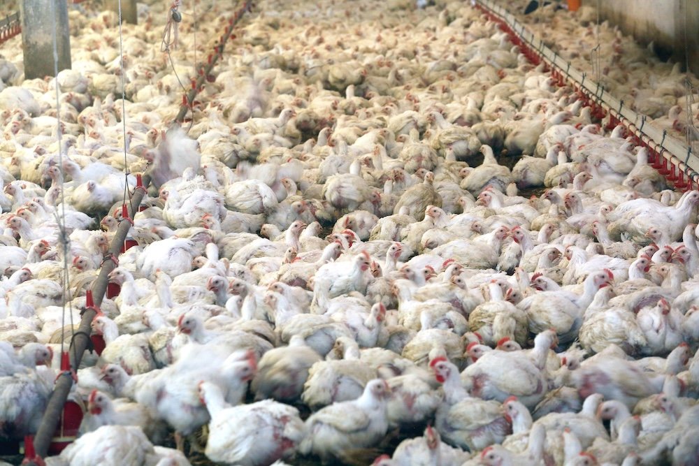 Average person eats six times more chicken than our grandparents’ generation, UN report finds