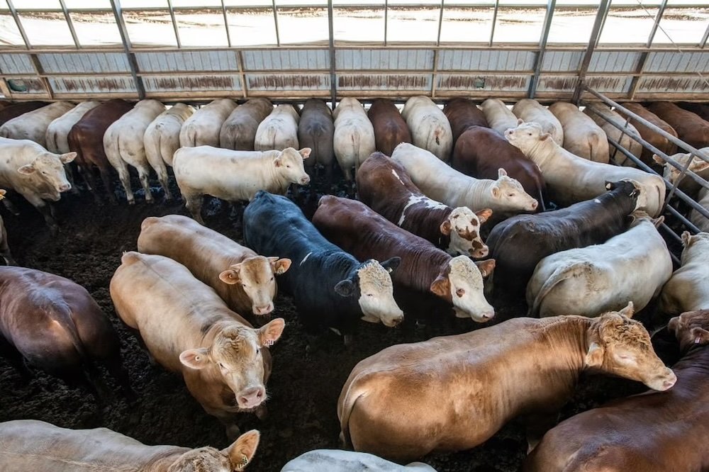 US dietary guidelines could lead to 33% increase in food emissions