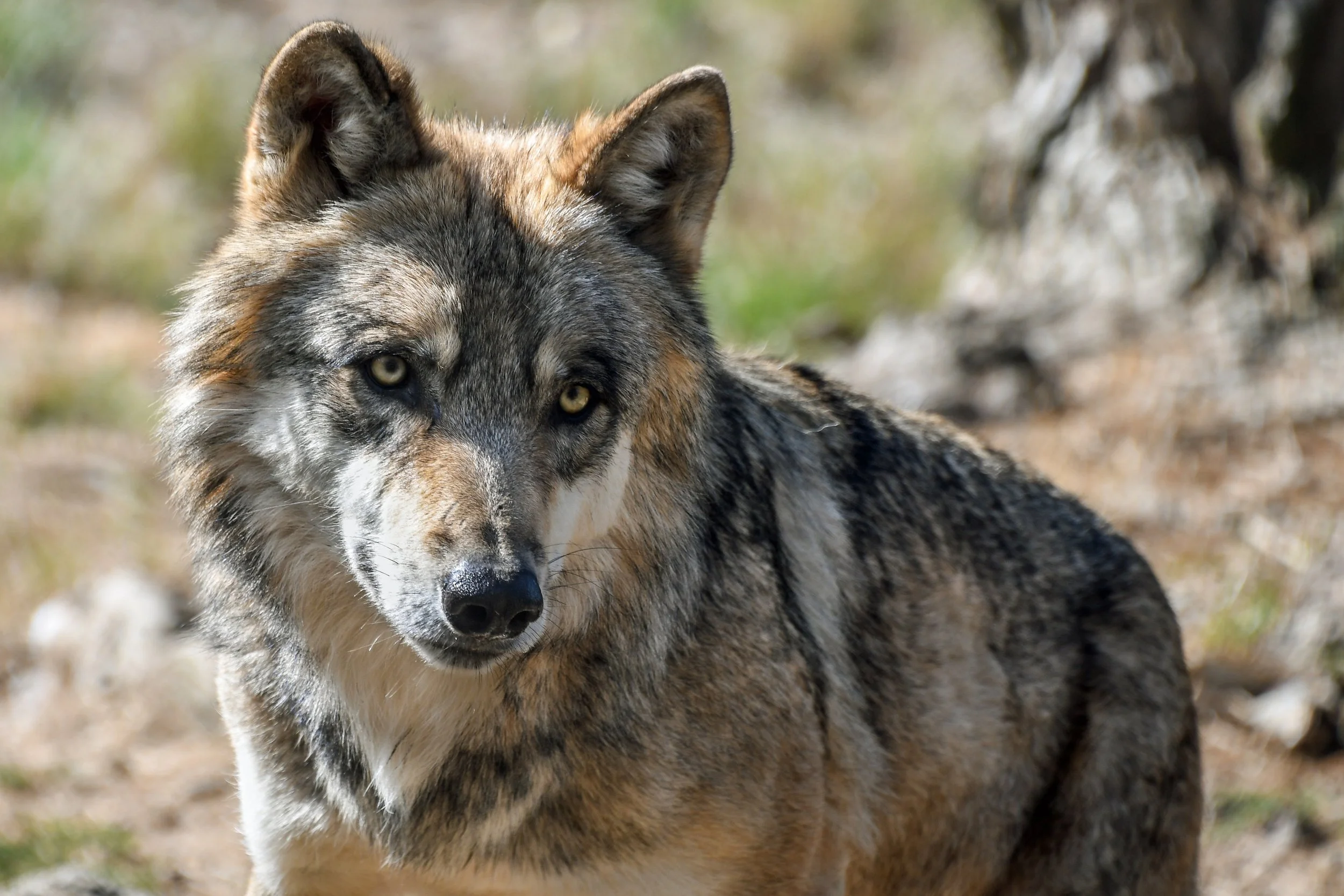 Up to 300 wolves could be killed in Montana this hunting season, despite lower quota recommendation
