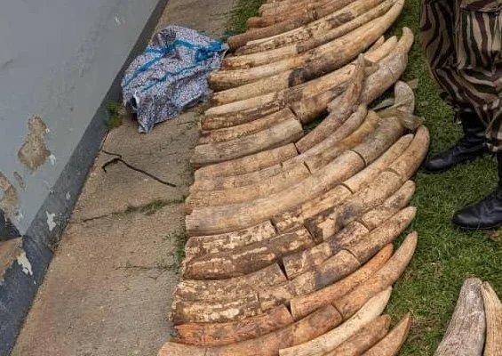 Zambia seizes half a ton of ivory in cross-border smuggling bust