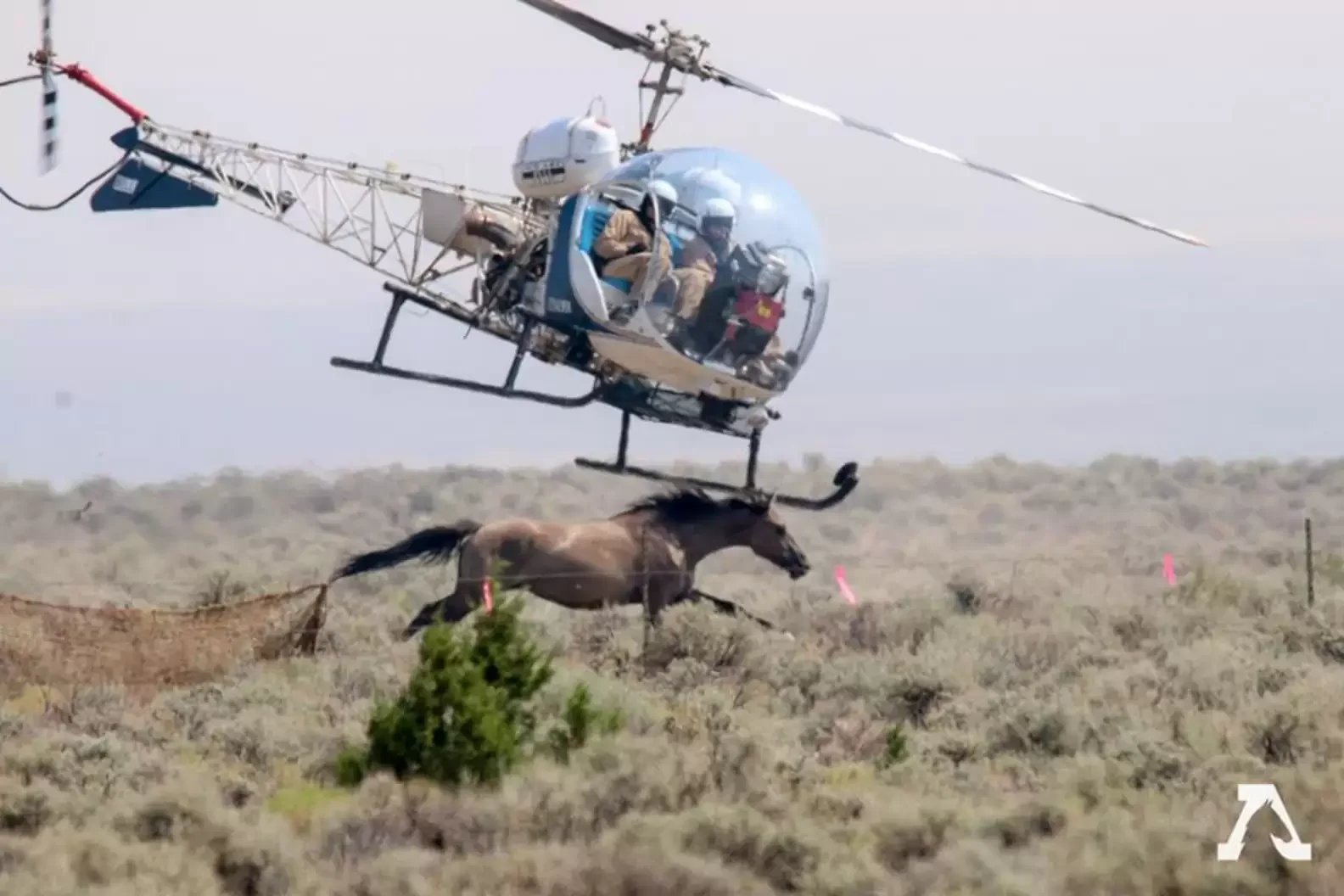 Wild horses promised "loving homes" are going to slaughter, investigation finds