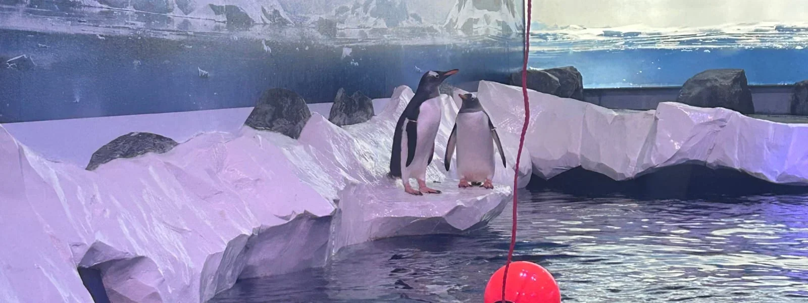 Penguin colony stuck in the basement of a London aquarium will move to a new, improved facility in 2028
