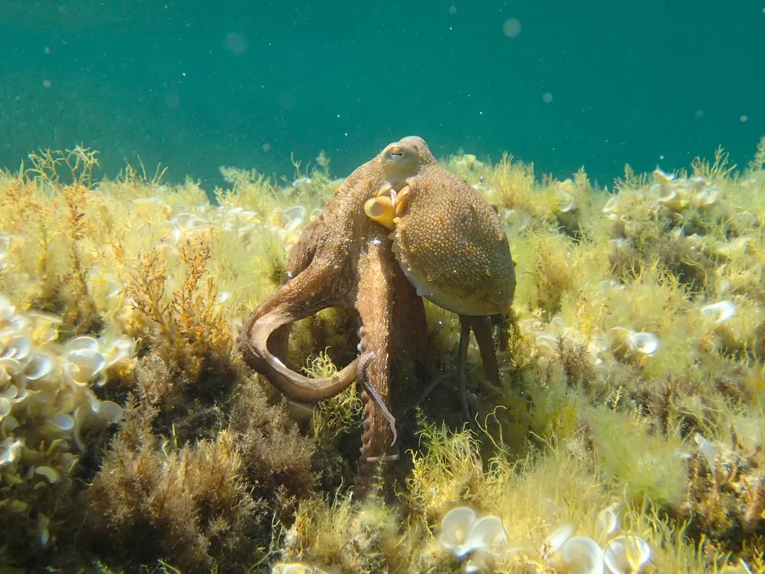 Colombia bill could ban intensive octopus farming before it starts