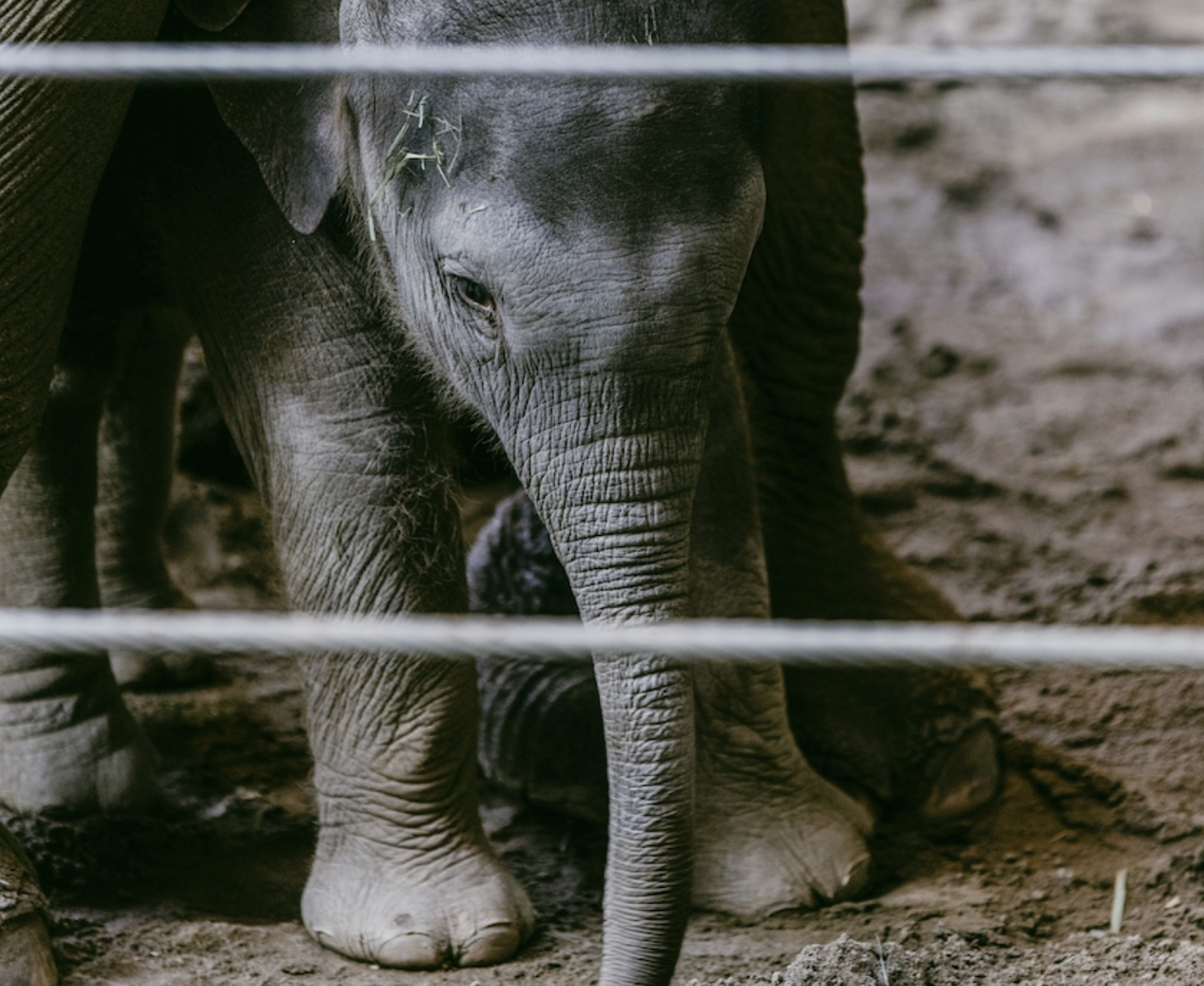 A baby elephant standing on sandy ground, seen through a fence with horizontal metal bars.