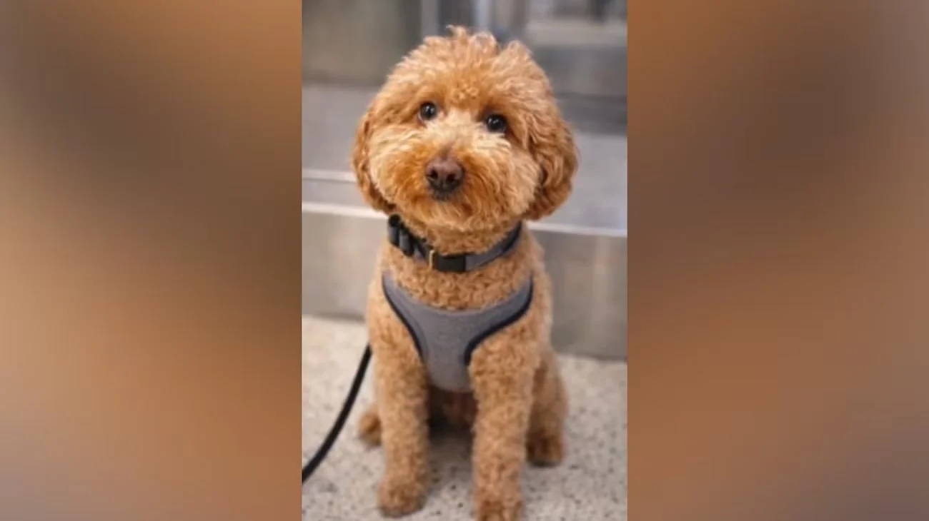 Thousands apply to adopt dog abandoned at airport ticket counter