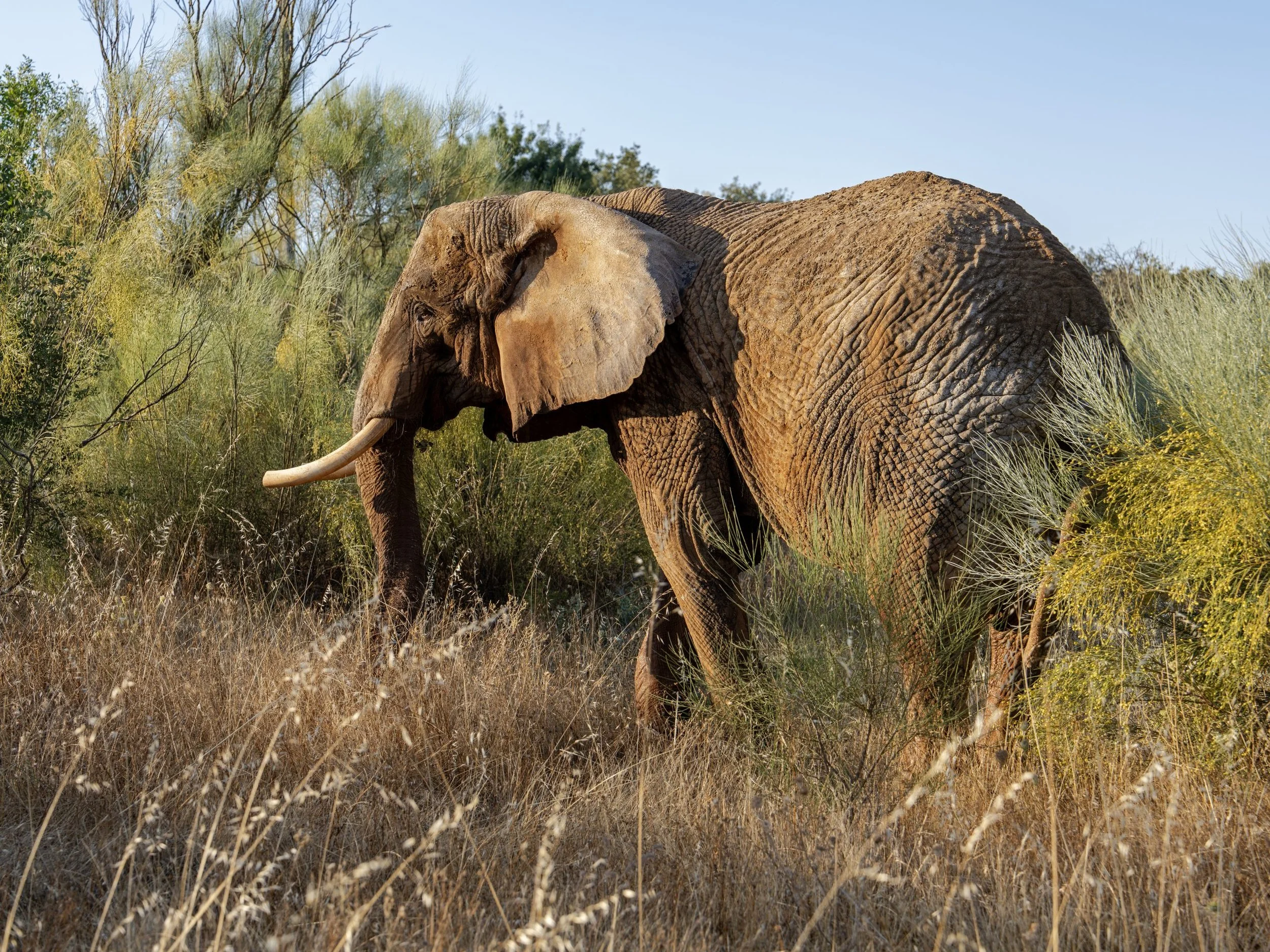 Portugal’s last circus elephant arrives at Europe’s first elephant sanctuary&nbsp;