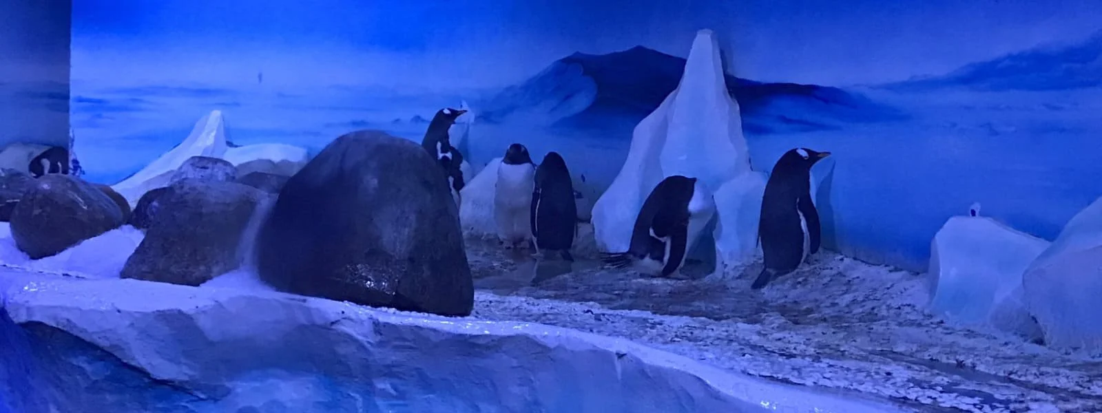 London aquarium vows to move its penguin colony from the basement, after years of public pressure and campaigning