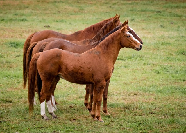 Thoroughbreds+-+20_Equine_Advocates-300-5.jpeg