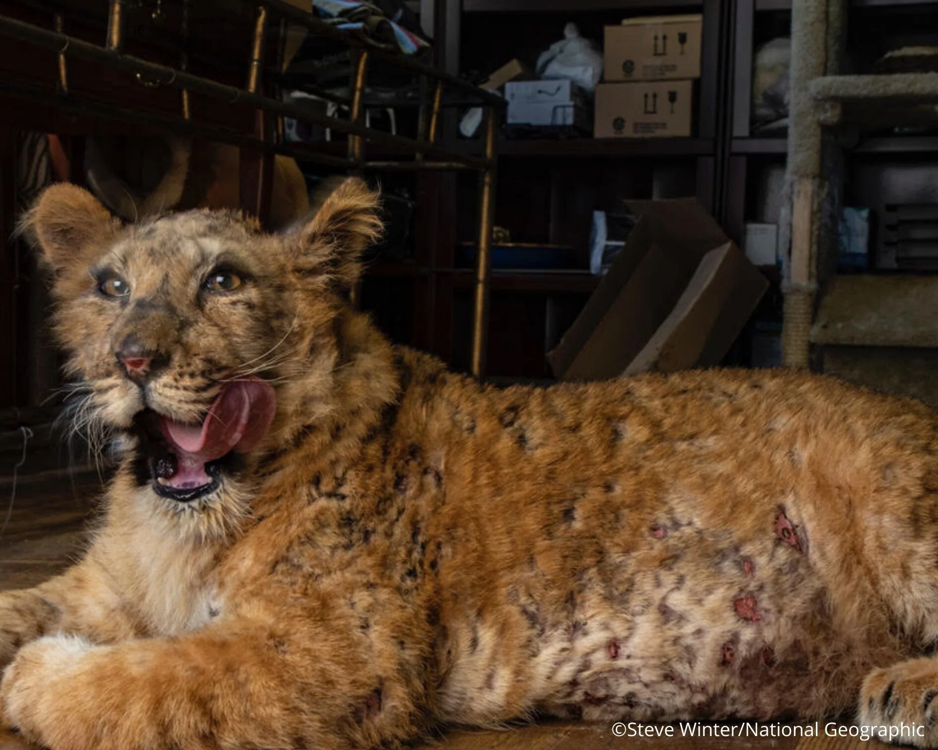 Copy of Copy of Copy of Untitled Design.jpg