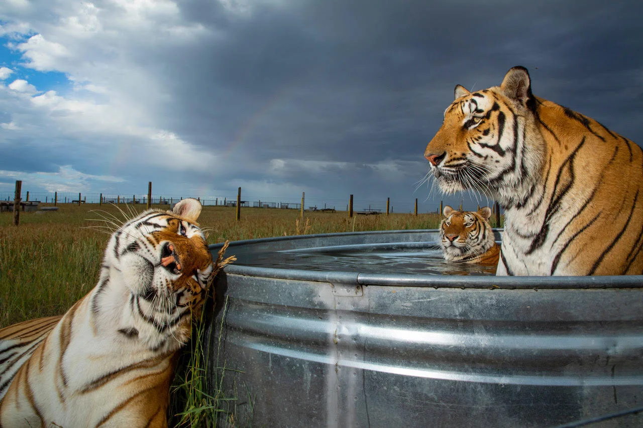 ©Steve Winter/National Geographic