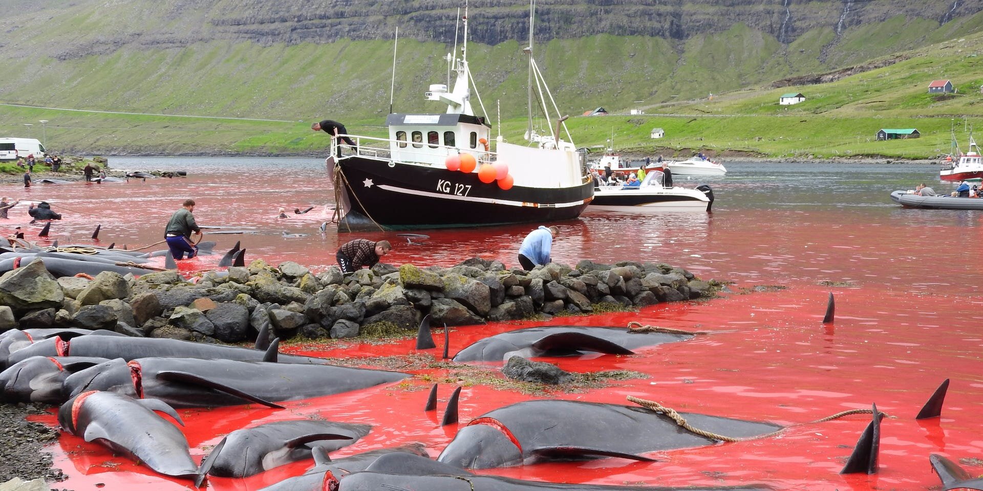 Whales and Dolphins Massacred in Their Hundreds in Annual Event — Species  Unite