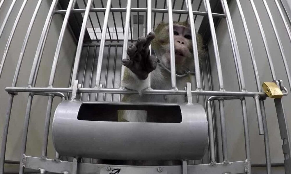 Animal Testing Lab Which Infamously Tortured Monkeys and Dogs May Now Reopen — Species Unite Animal Testing Lab Which Infamously Tortured Monkeys and Dogs May Now Reopen — Species Unite