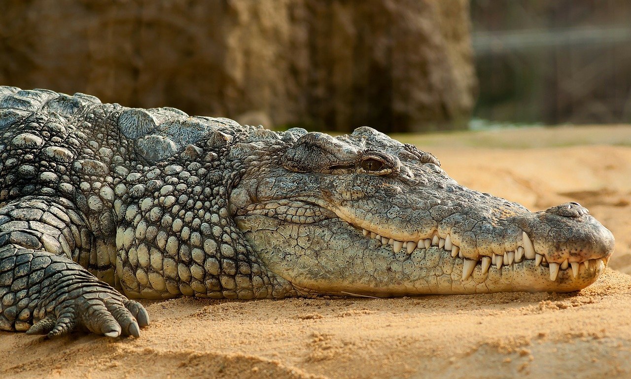 Australian farm to hold 50,000 crocodiles for luxury Hermès goods