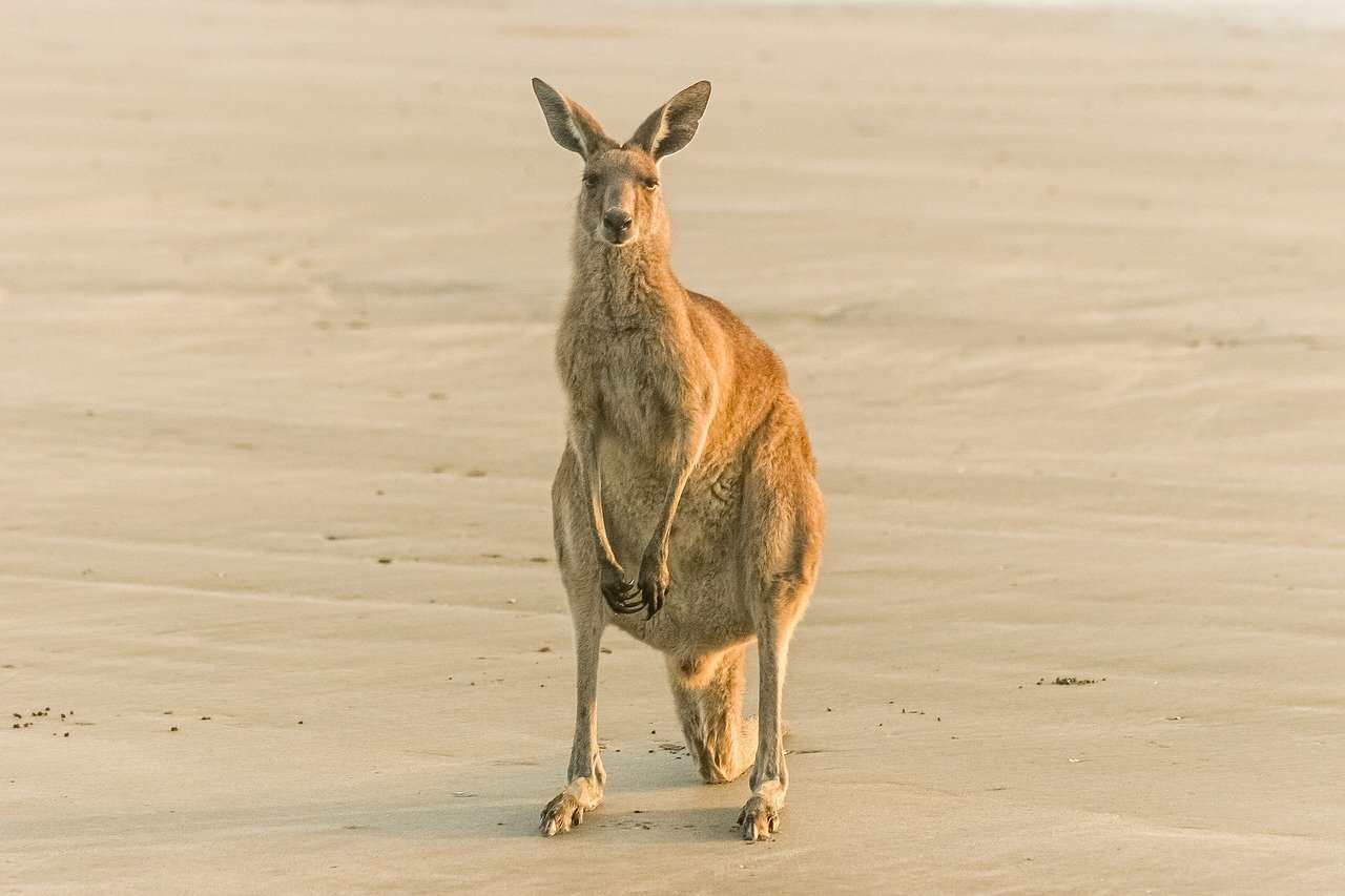 and Adidas Among Brands Blasted For Selling Kangaroo Shoes — Species Unite