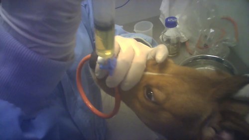 CFI+SPAIN+dog+injection.jpg