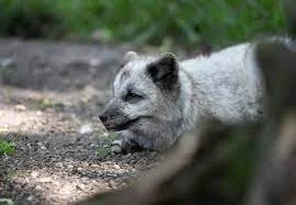 Luxury Fashion House Moncler to Go Fur-Free