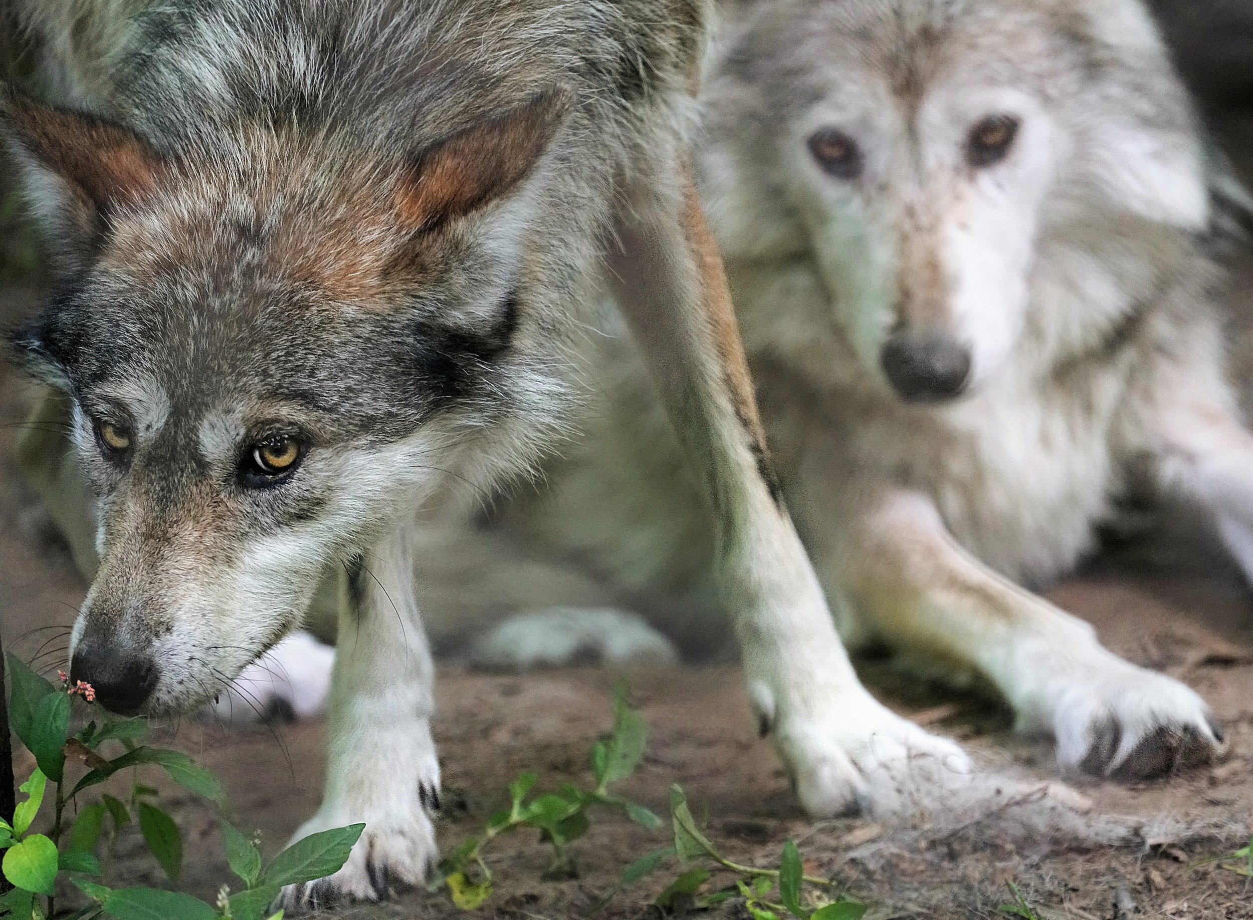 03_Mexican_gray_wolves_edit.jpg