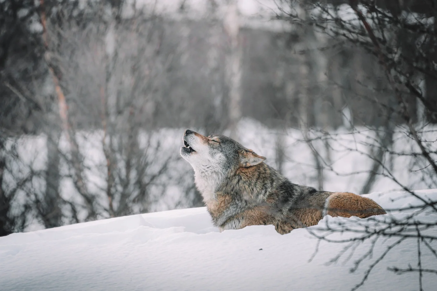 A Wolf Rapping Wolf Trapping Season in Montana Starts in 18 Days. This Lawsuit is ...