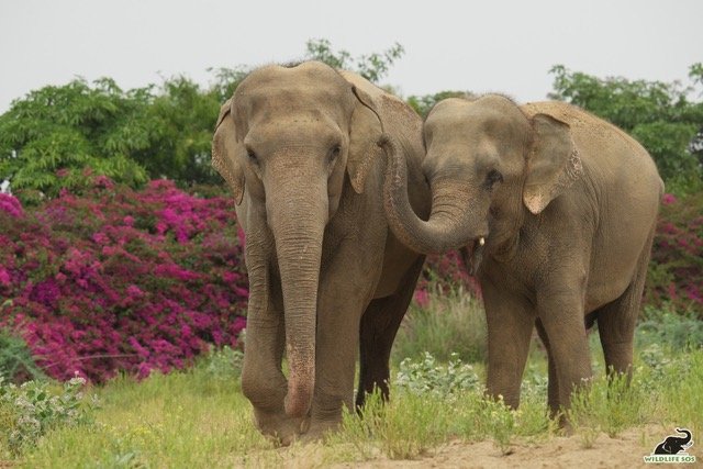 Elephants Arya and Zara going for their evening walk at the Wildlife SOS Elephant Hospital Campus.jpeg