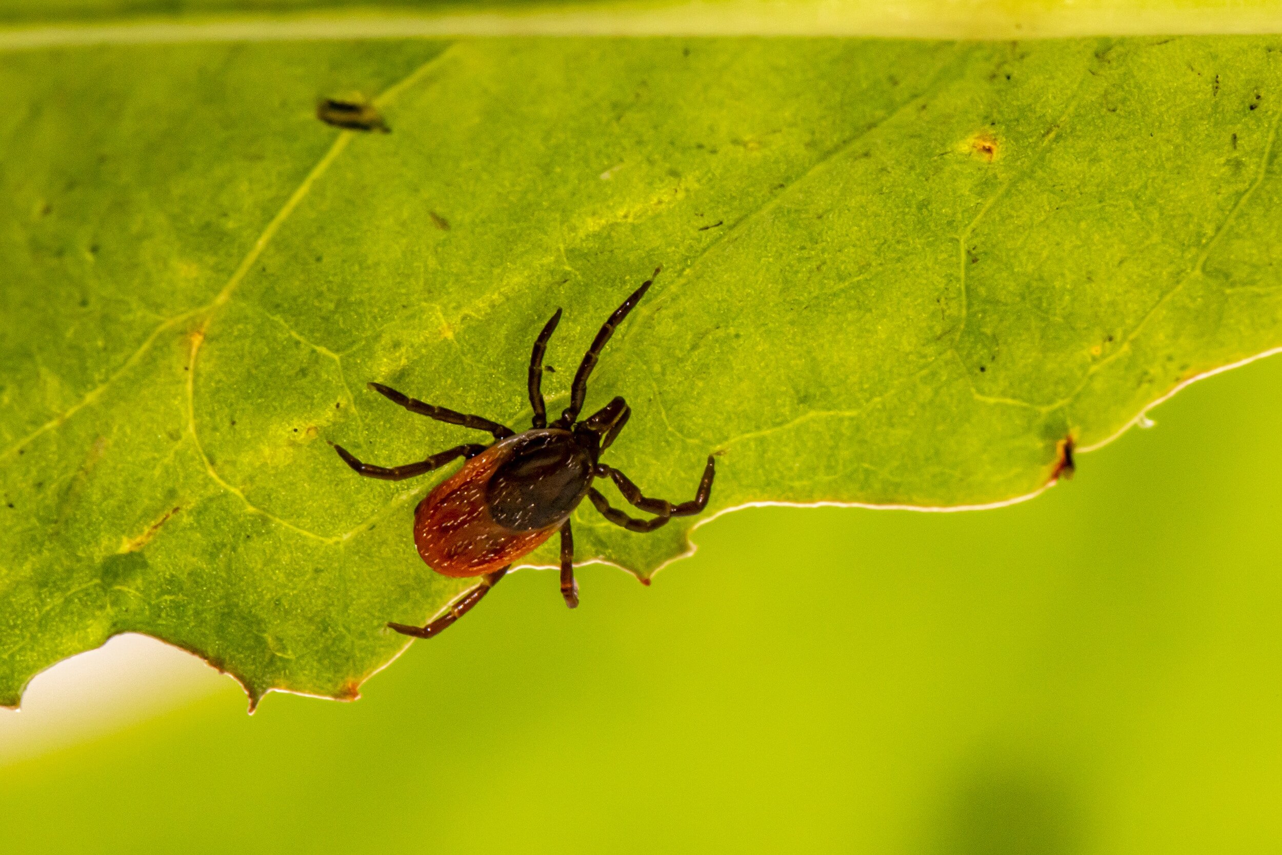 Tick Borne Meat Allergy May Have Impacted Nearly Half A Million People