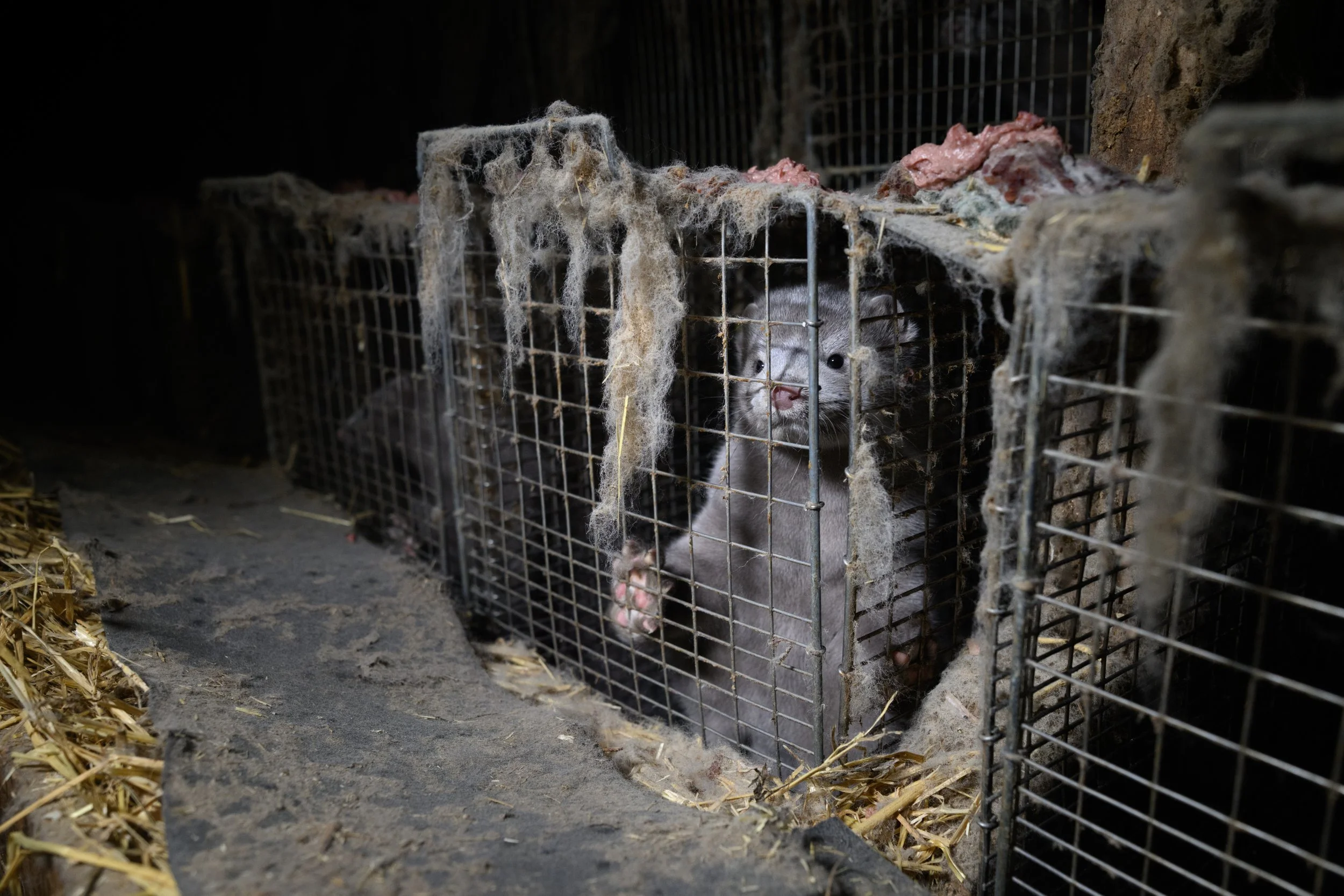 New footage puts Iceland's last mink farm under scrutiny