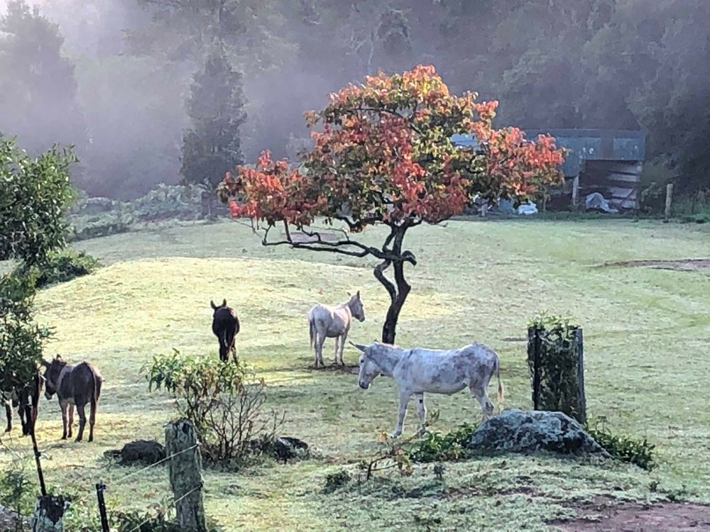 persimmon tree misty morning.jpeg