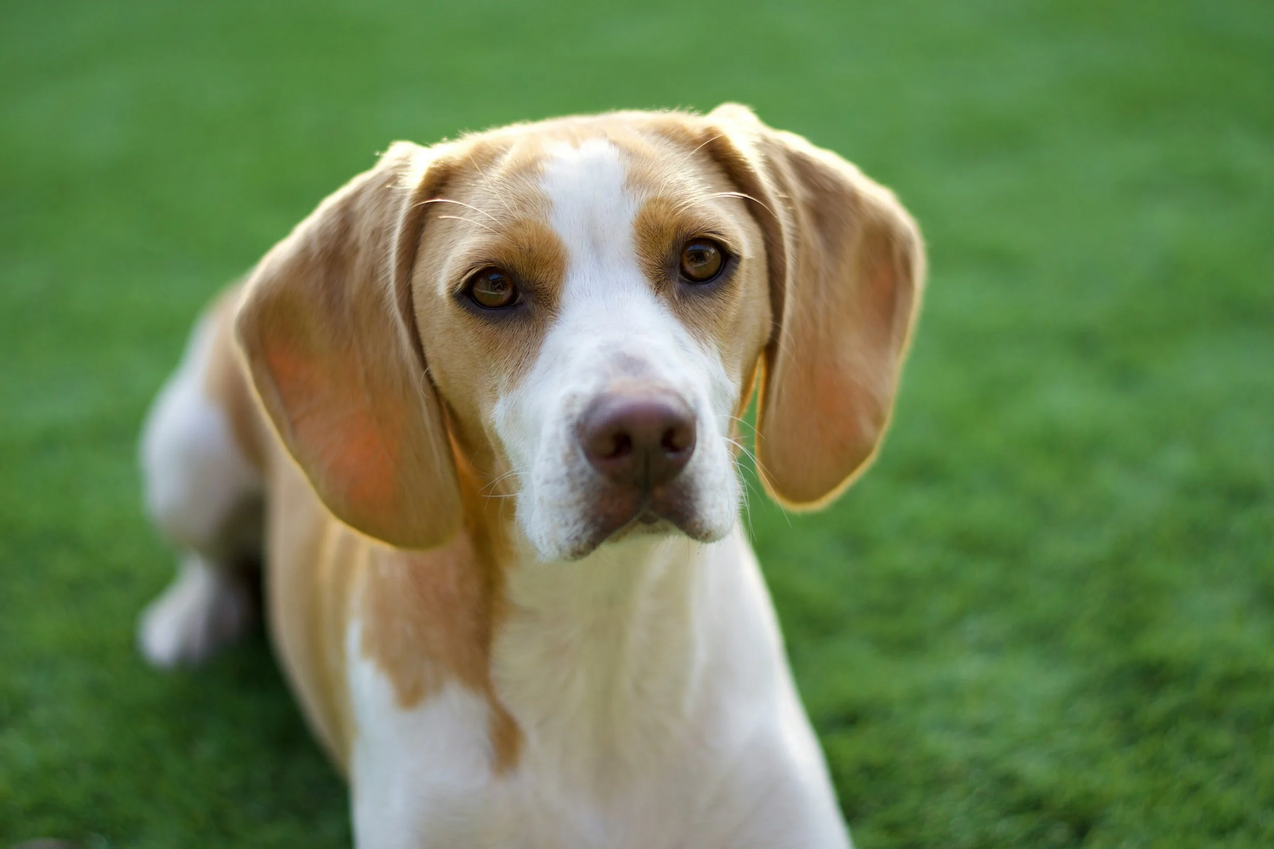 New bill aims to ban controversial law enforcement ‘training’ where dogs are legally ‘mutilated’ to help train officers