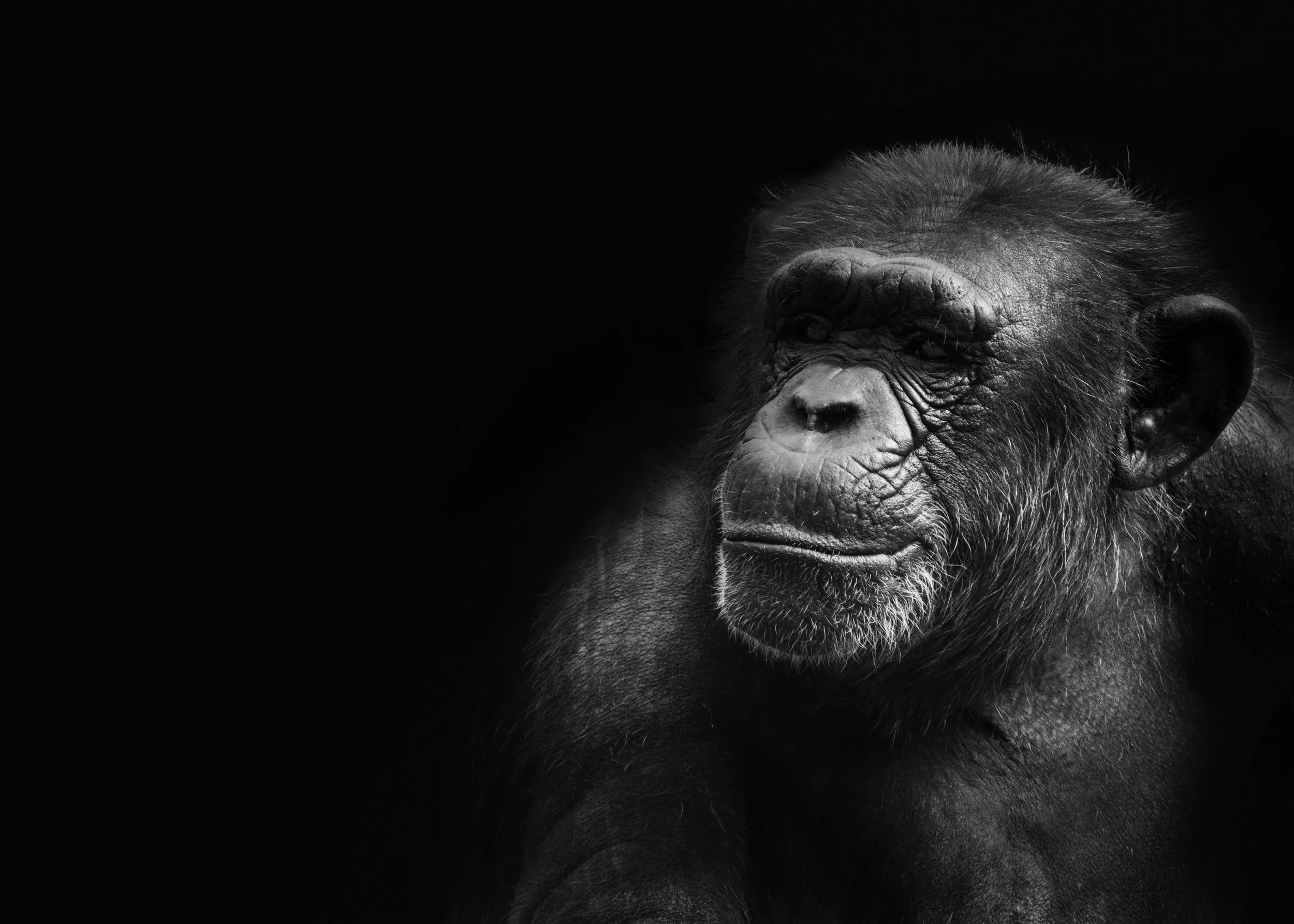 Why have these 26 ex-laboratory chimpanzees not been retired to a sanctuary?