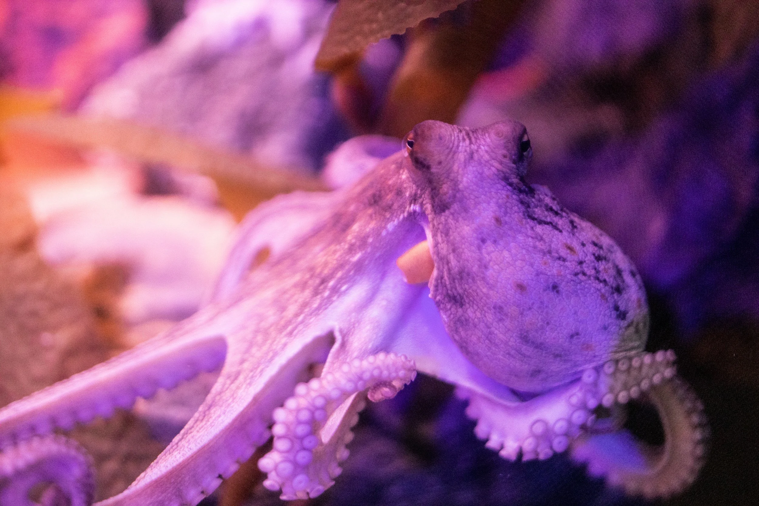 Plans for intensive octopus farm fail to address significant environmental concerns, documents show