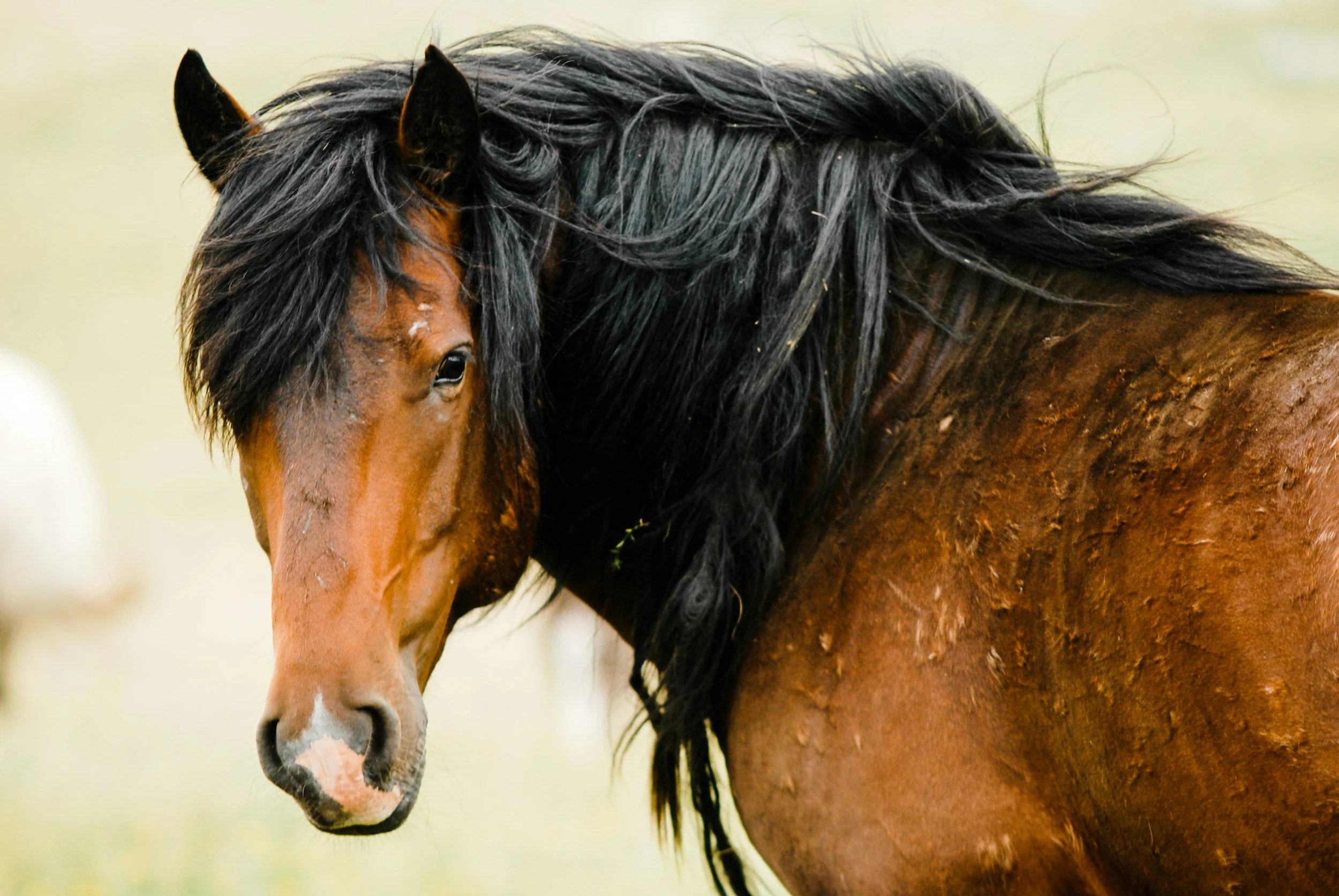Save America’s Forgotten Equines Act (SAFE Act) Excluded from USDA Farm Bill