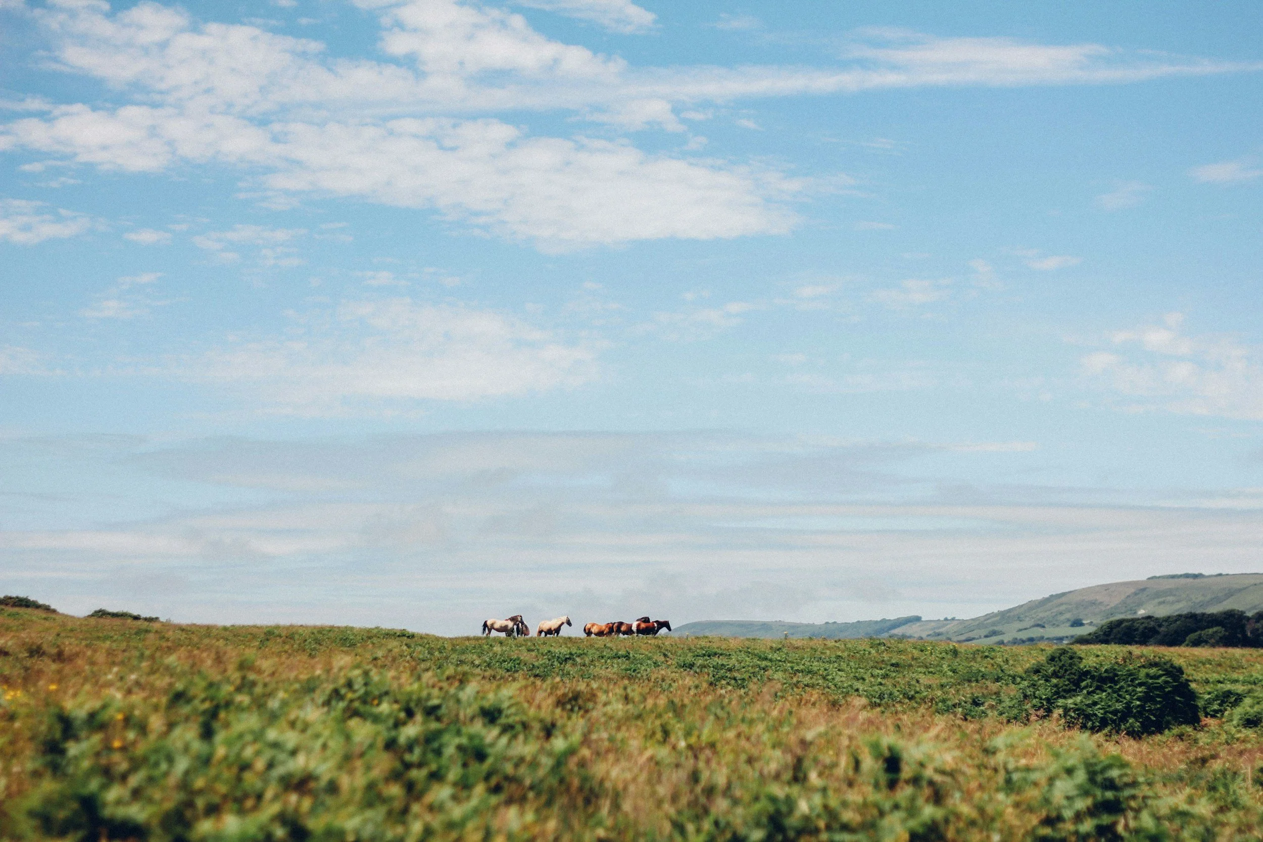 Wild Horses Won’t Be Removed from North Dakota National Park