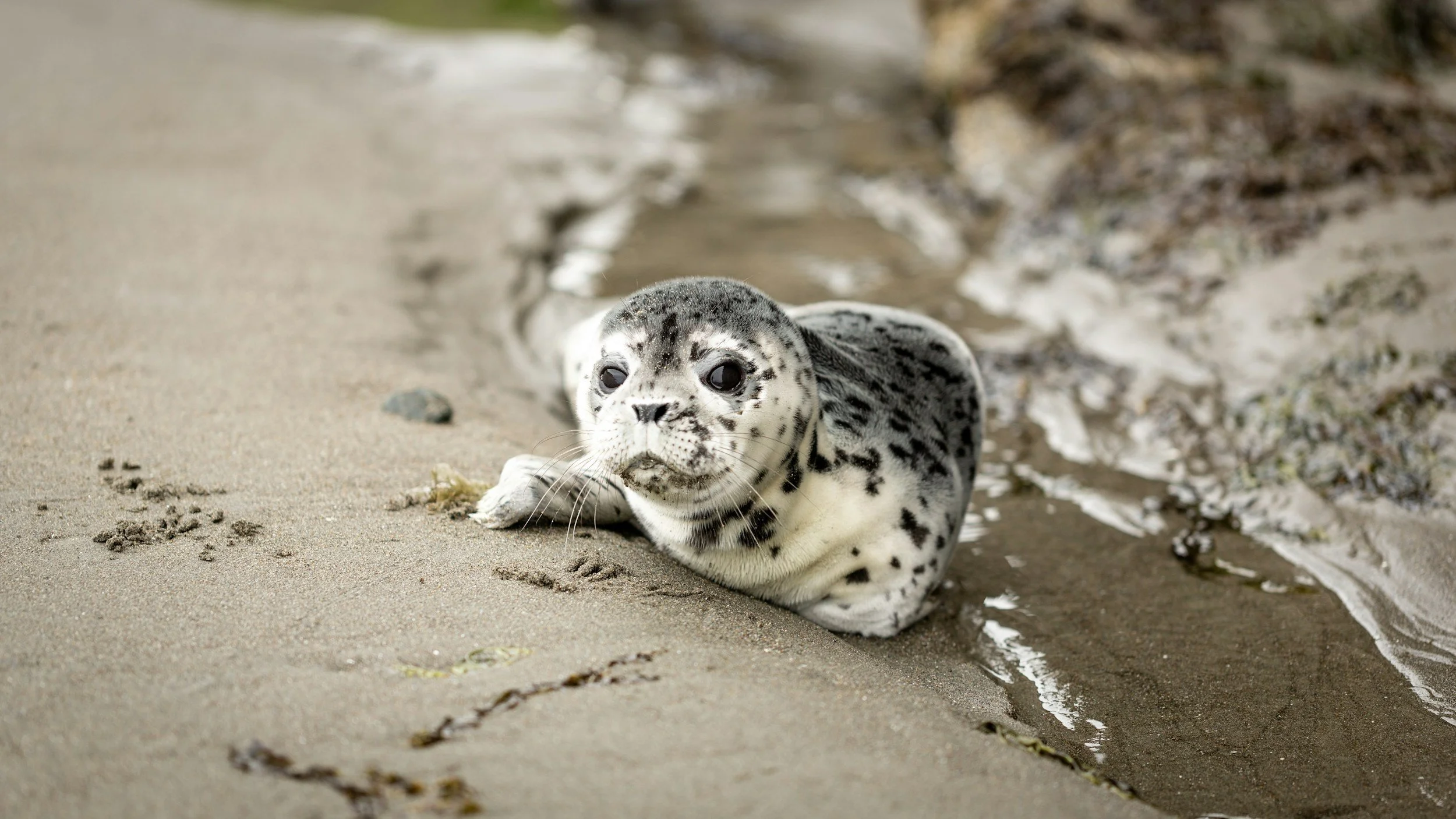 Canadian Minister Wants to Market Seal Meat as a Seafood Delicacy