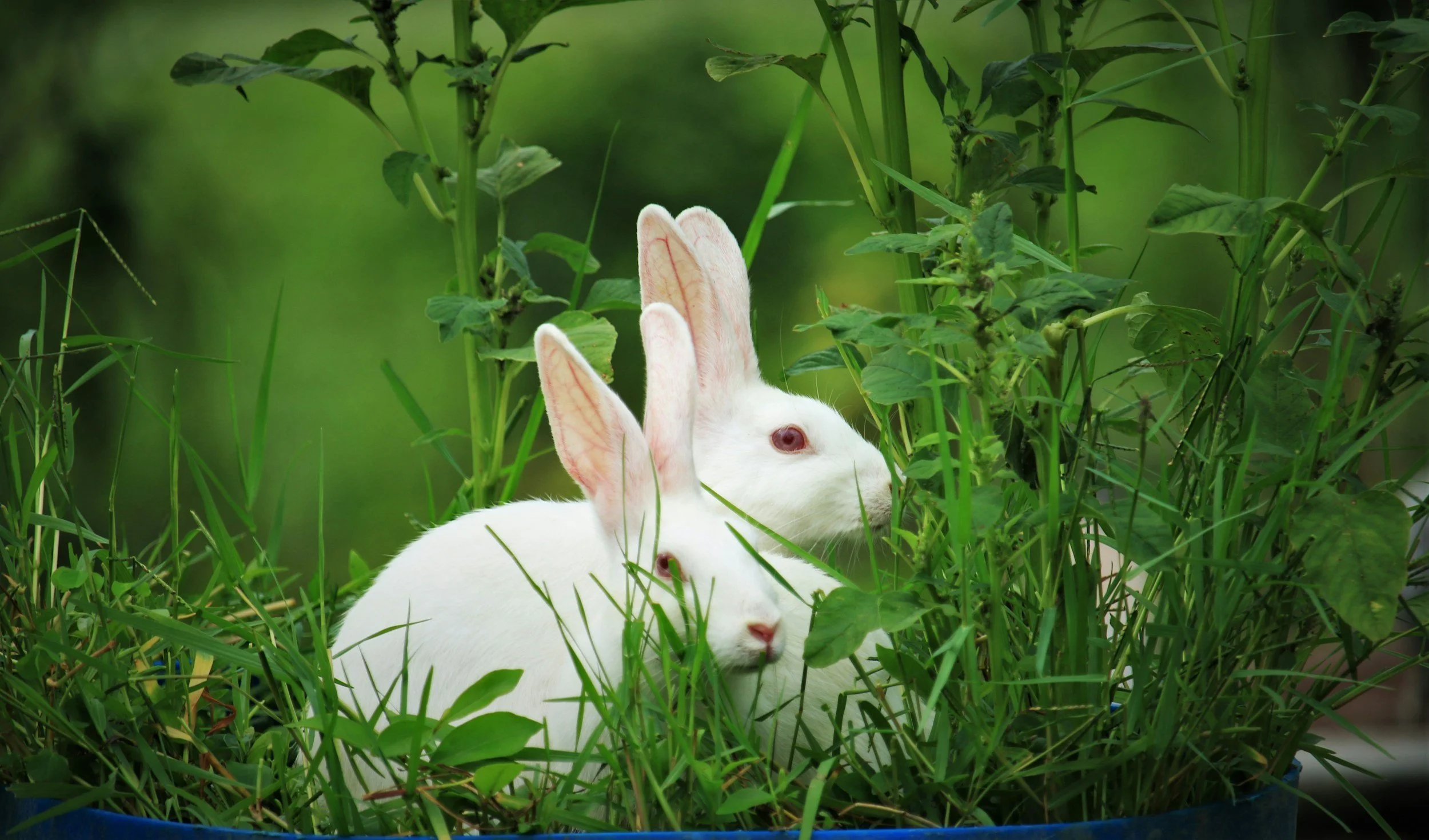 Washington State Bans Animal Tested Cosmetics