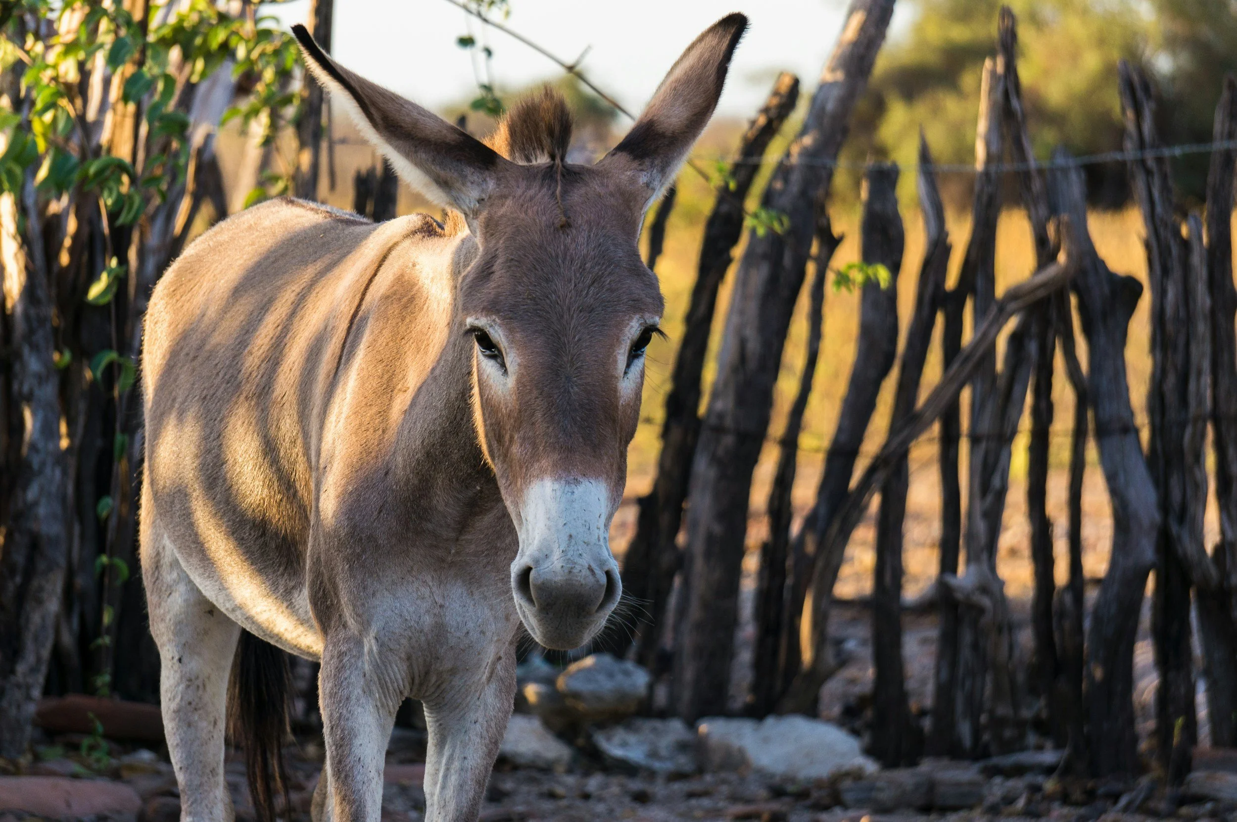 Victory! African Union Bans the Donkey Skin Trade
