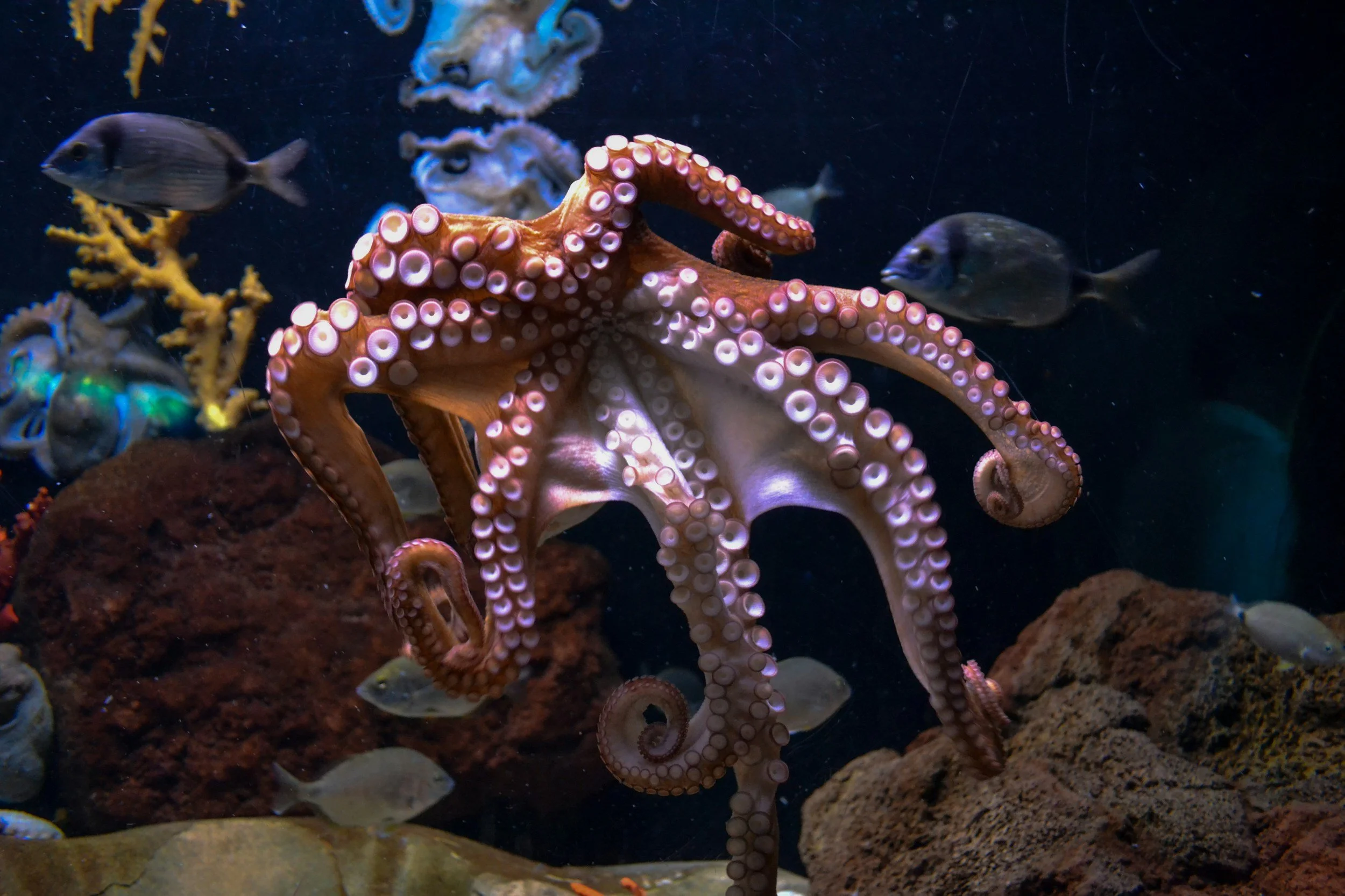 Over 50,000 Signatures for Octopuses Handed In