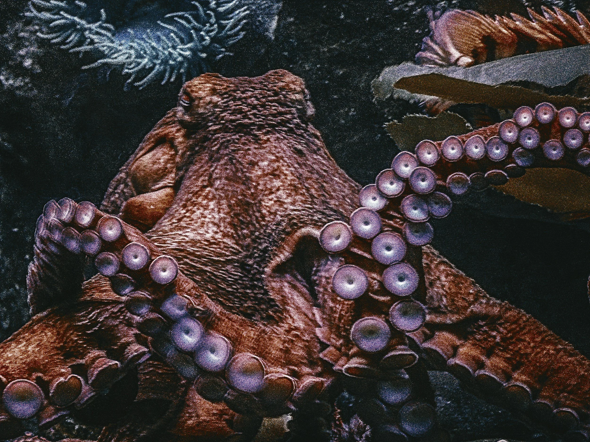 EU Commission Responds to 50,000-Signature Petition Against Octopus Farming