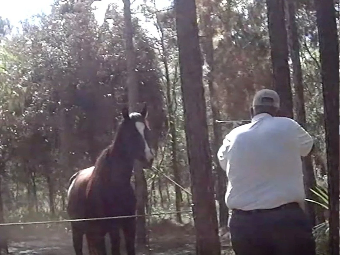 Ex-racehorse among animals killed at illegal horse slaughter ring in Florida