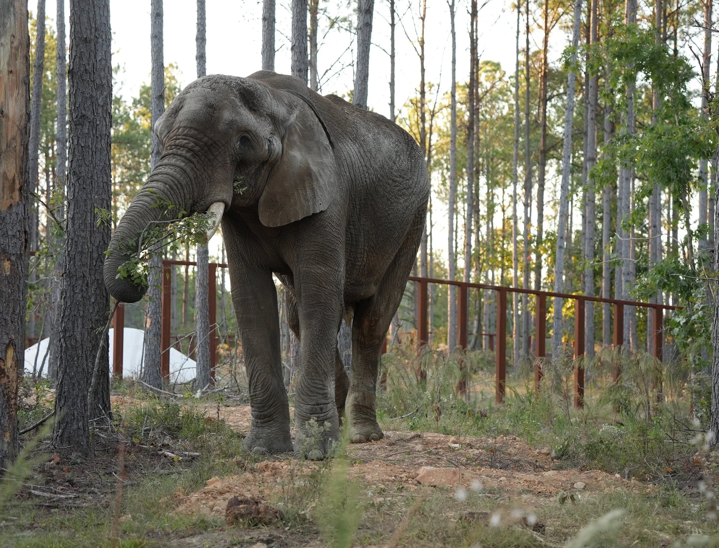 Oakland Zoo’s last remaining elephant is sent to a sanctuary, in “watershed moment” for the evolution of zoos