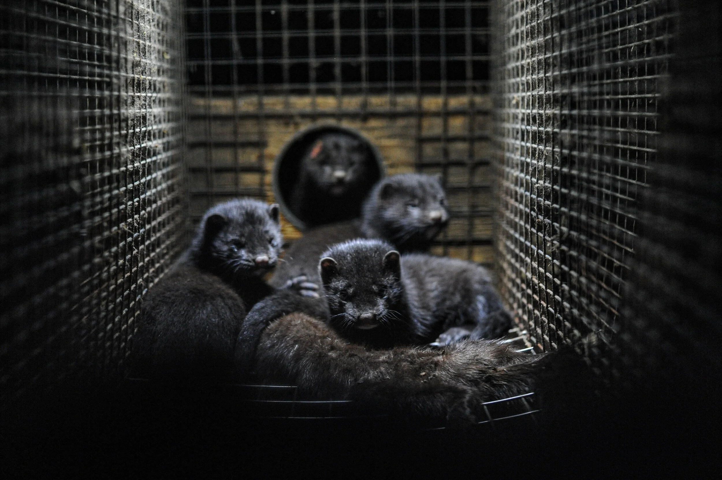Fur ban and slaughterhouse ban proposals rejected in Denver