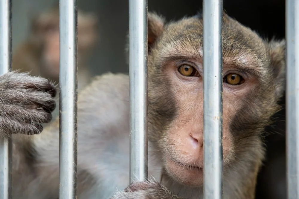 Controversial plans for a huge monkey farm in a small Georgia city will now be taken to the Georgia Supreme Court as concerned residents up the ante