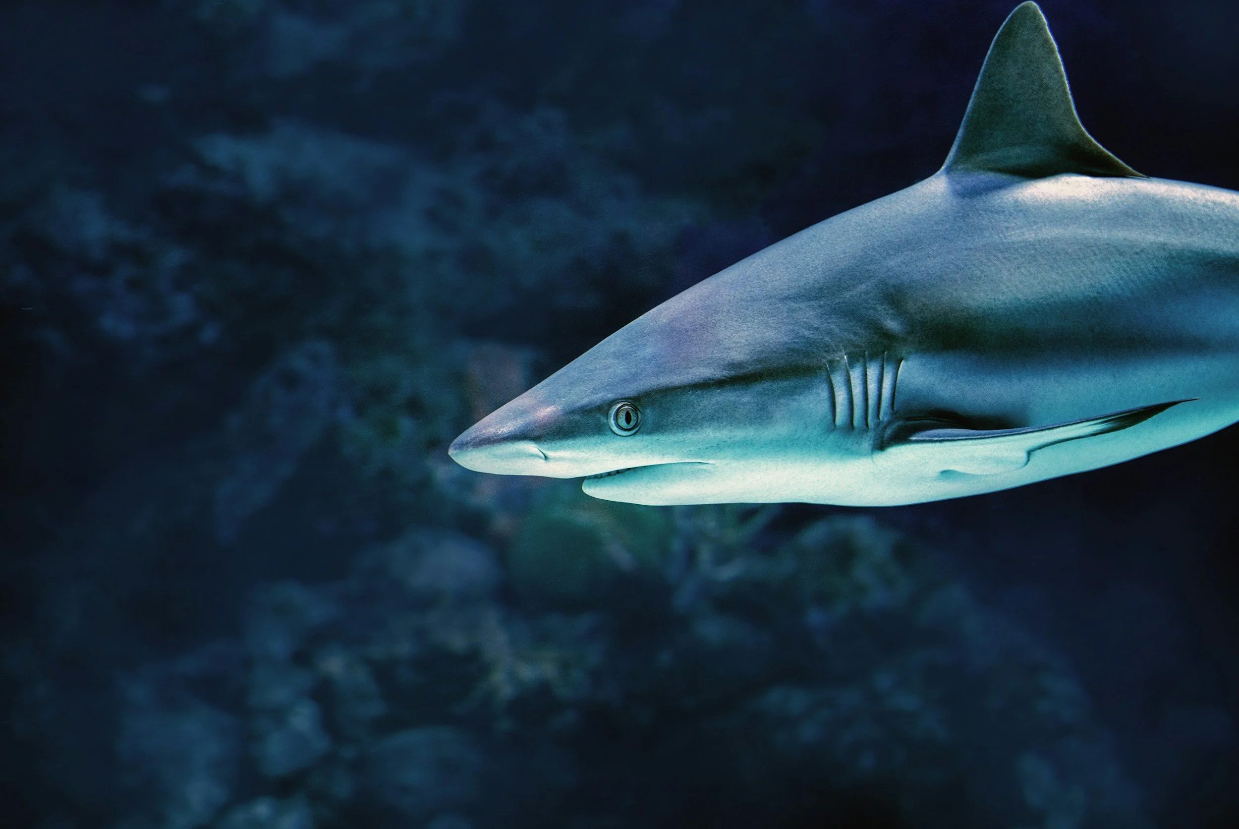 SeaQuest files for bankruptcy amid animal cruelty investigations