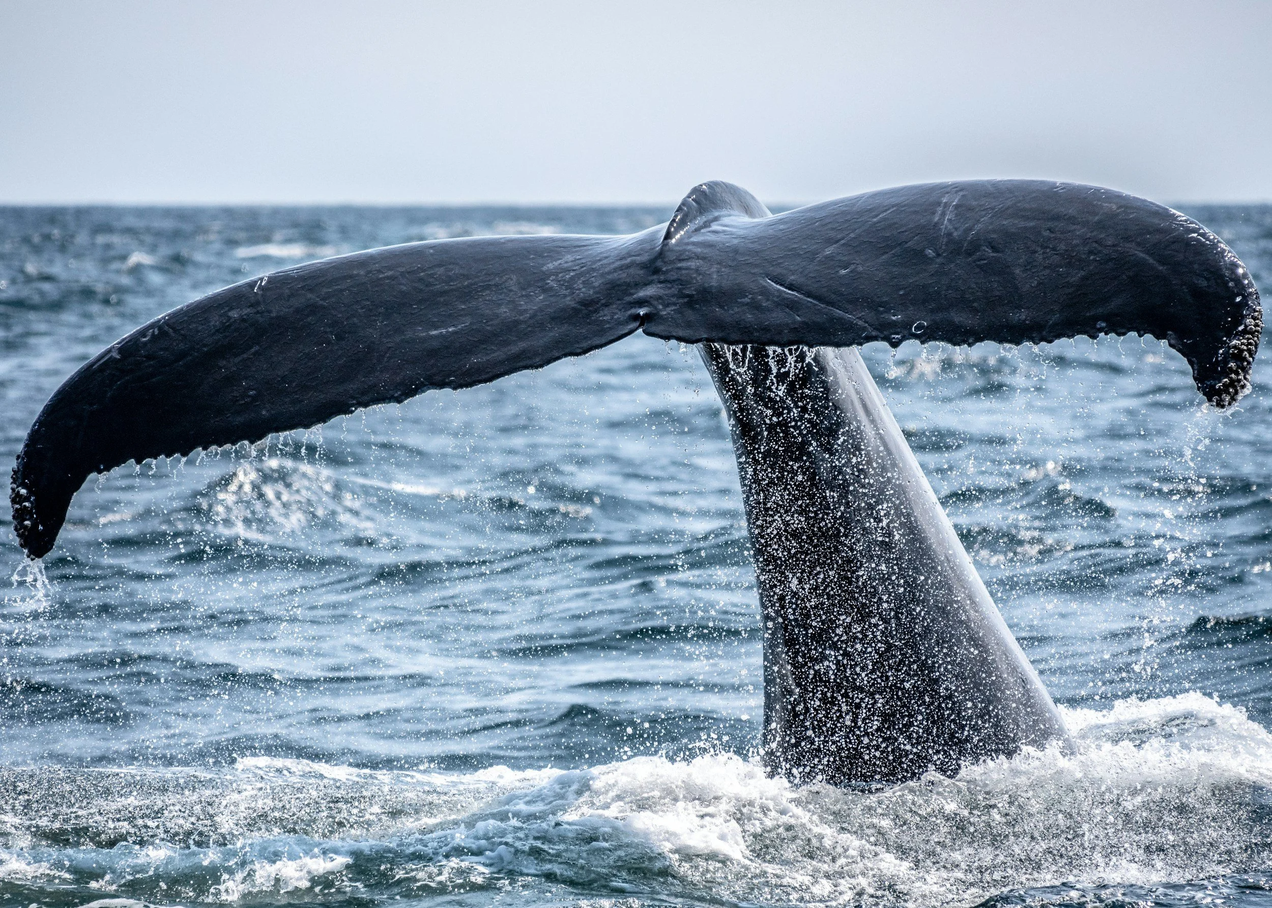 Amazing animals this week: whale makes longest ever recorded journey in 13,000km migration, while the world’s oldest bird lays an egg at age 74