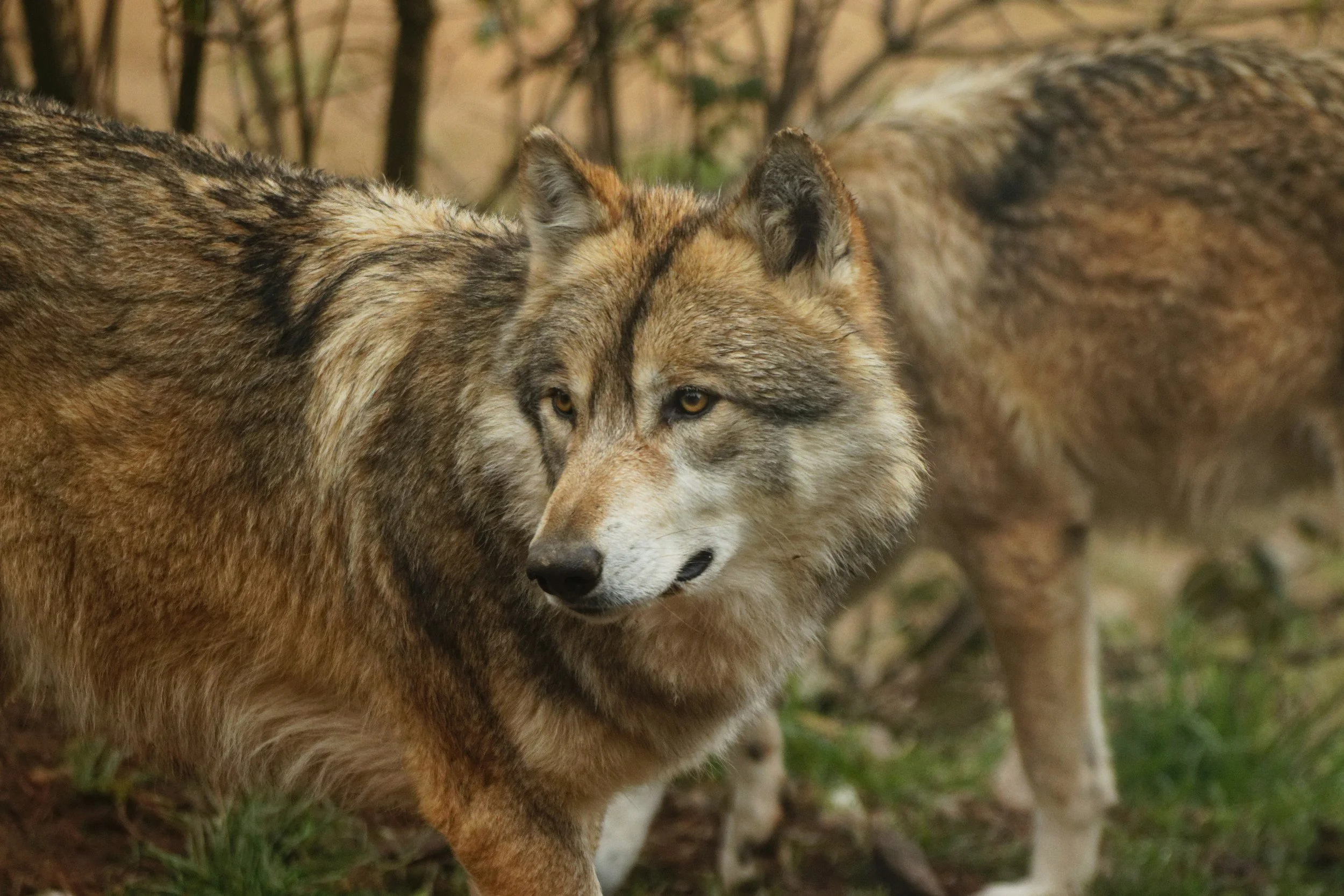 Wolves face new threats as Europe lowers protections