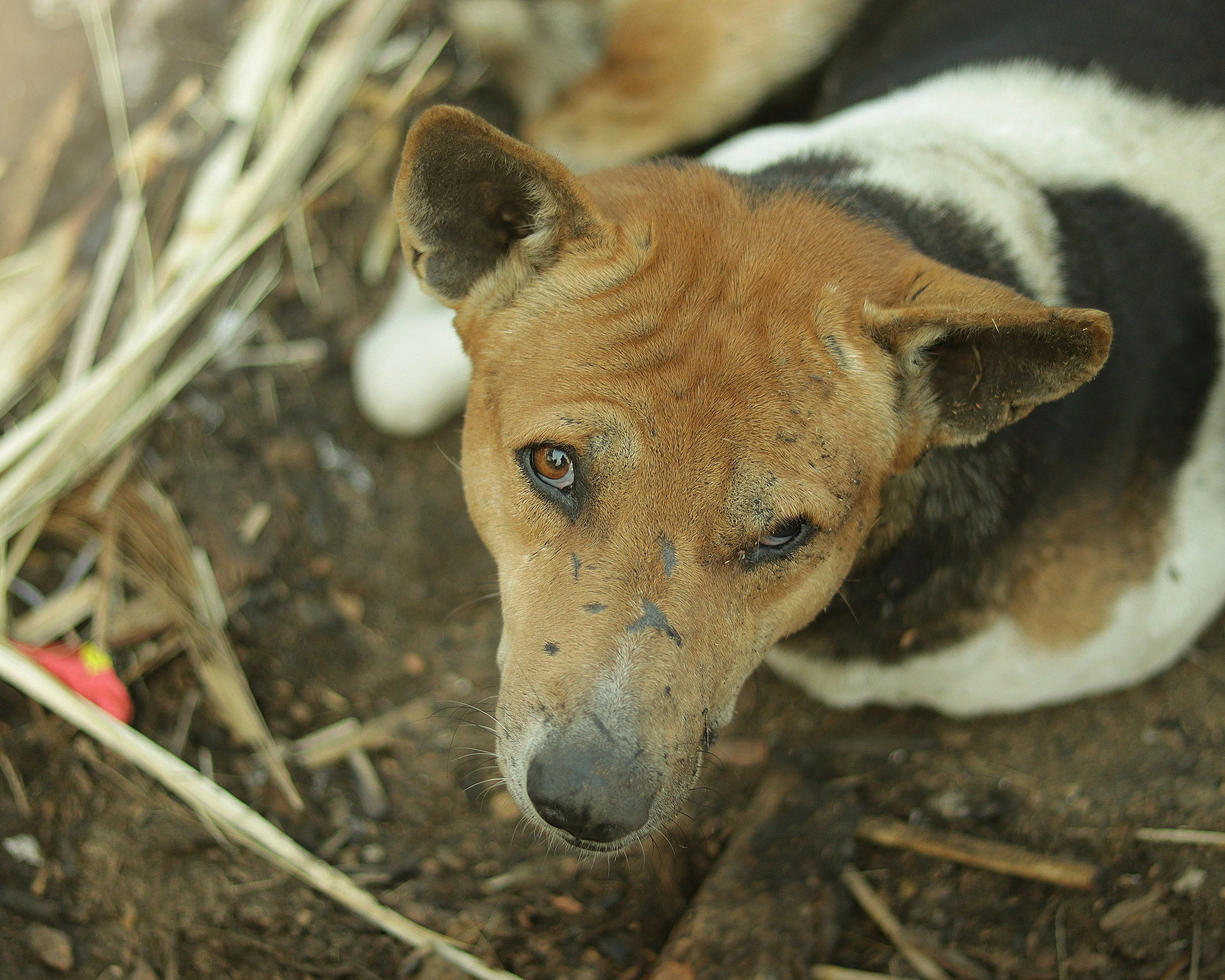 “Profound disappointment” as FIFA awards Morocco the 2030 World Cup bid despite mass dog slaughter
