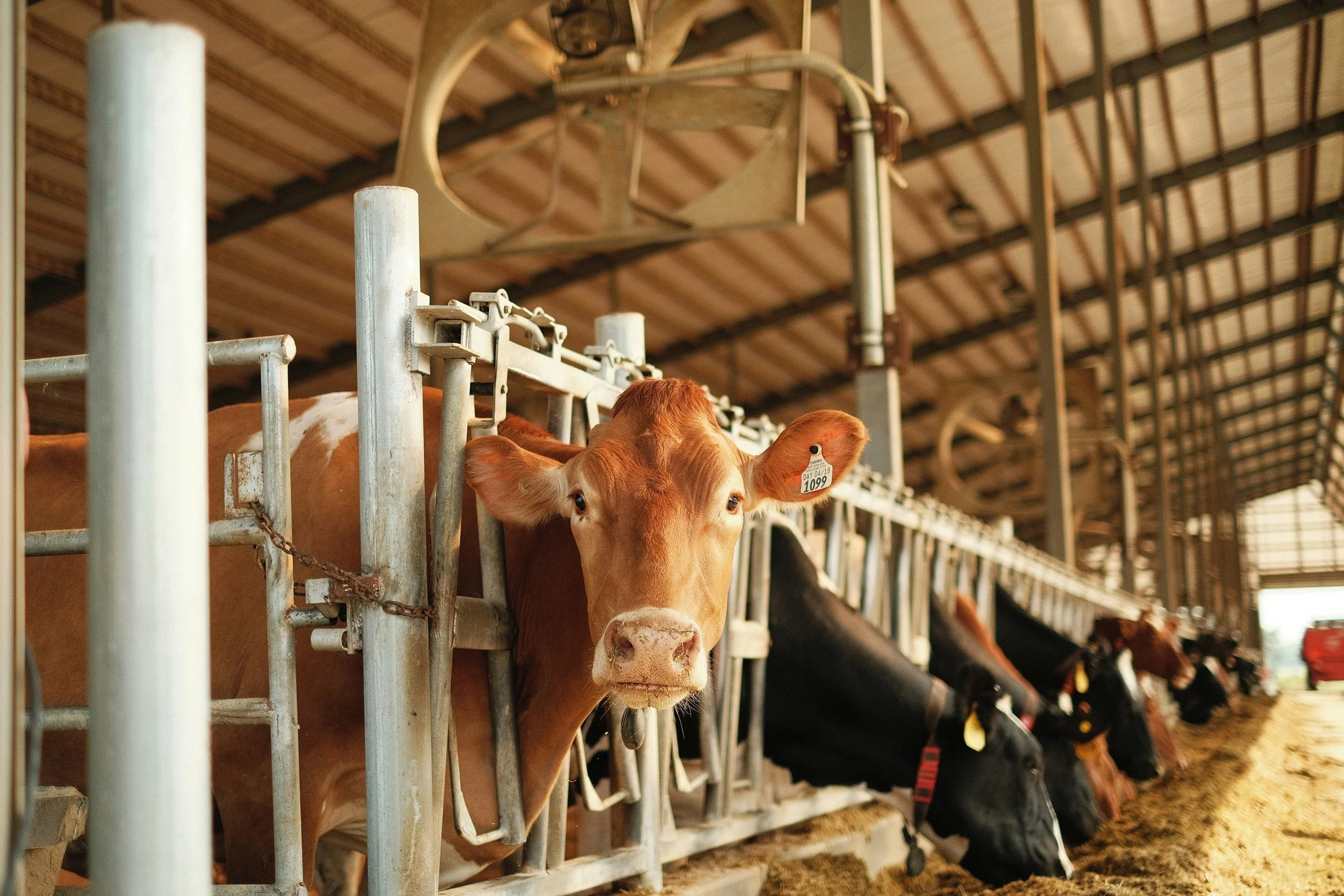 The number of US dairy farms infected with bird flu has been underestimated, suggests new study from the CDC