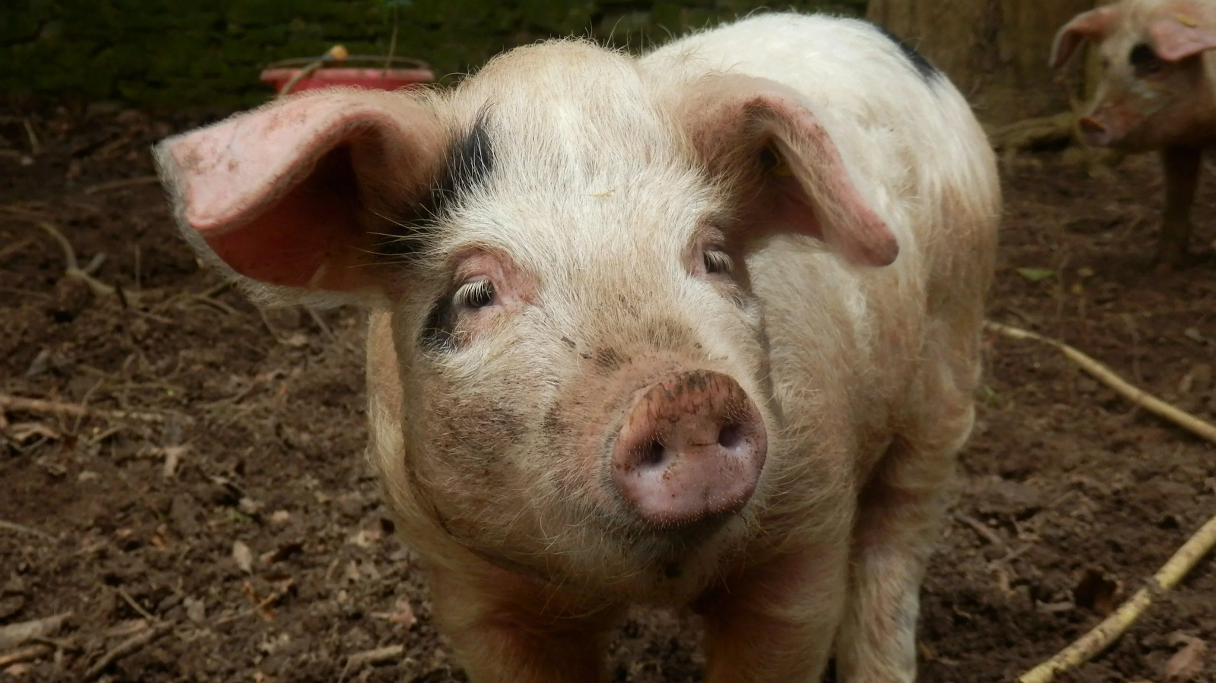 Animal suffering must now be declared on food products in Switzerland