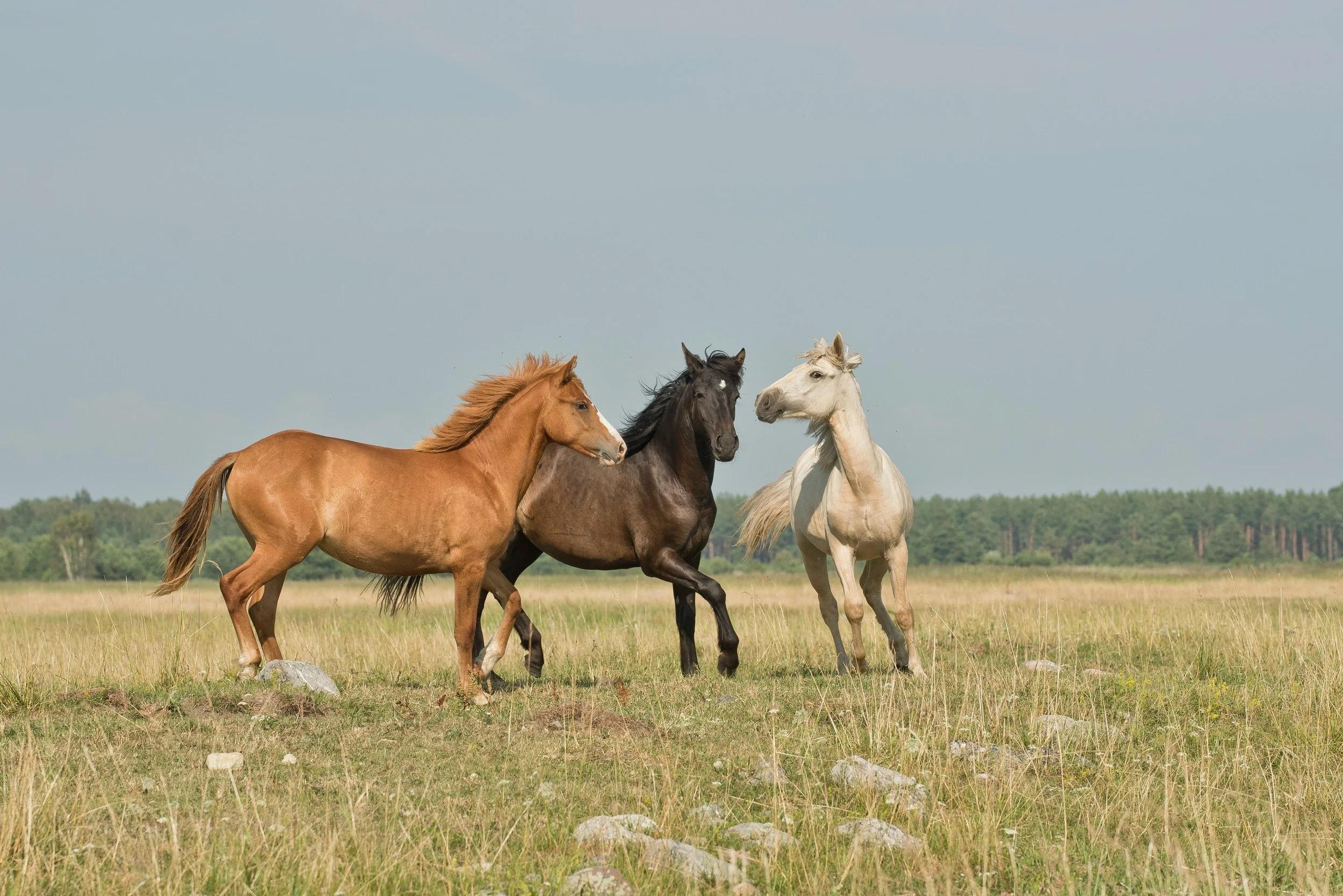 House Committee Blocks Effort to Legalize Wild Horse Slaughter