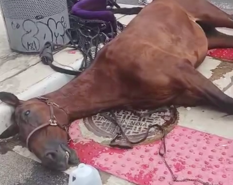 On 5 August 2025, Lady collapsed at 51st Street and 11th Avenue.