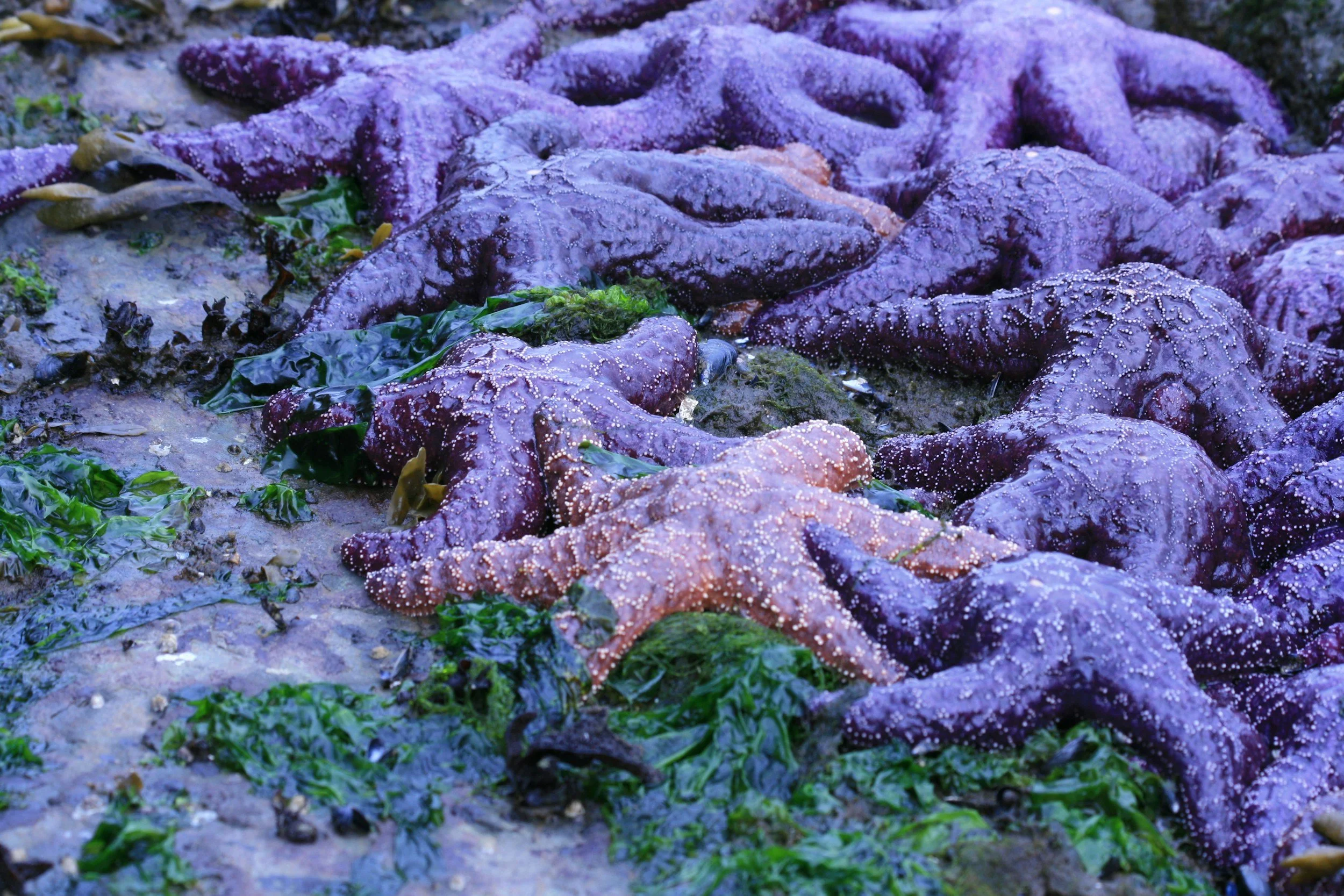 What killed billions of sea stars? Scientists finally have an answer